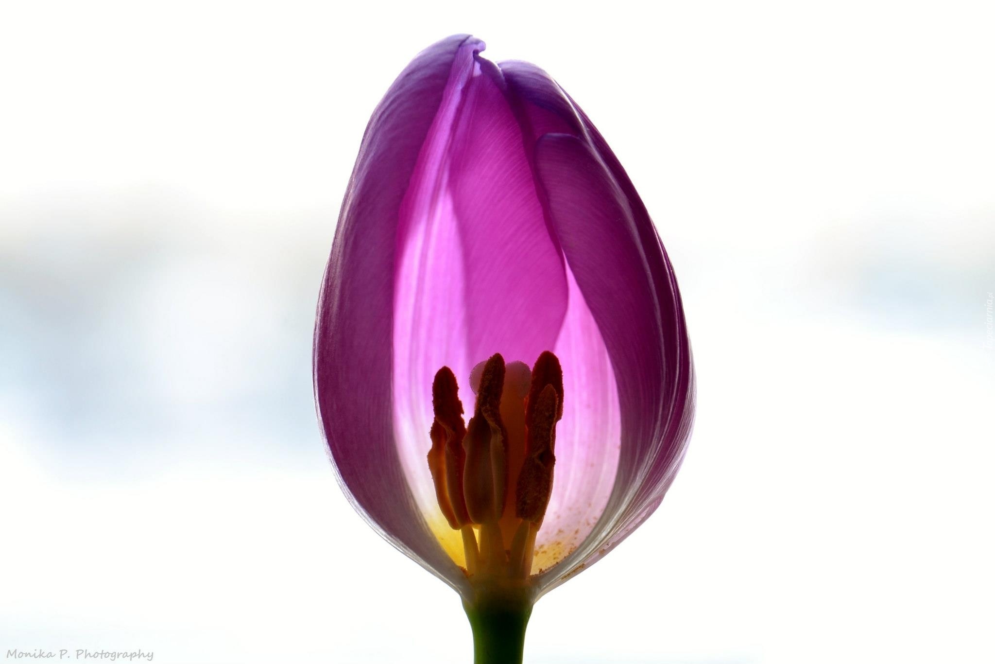 Tulipan, Białe, Tło