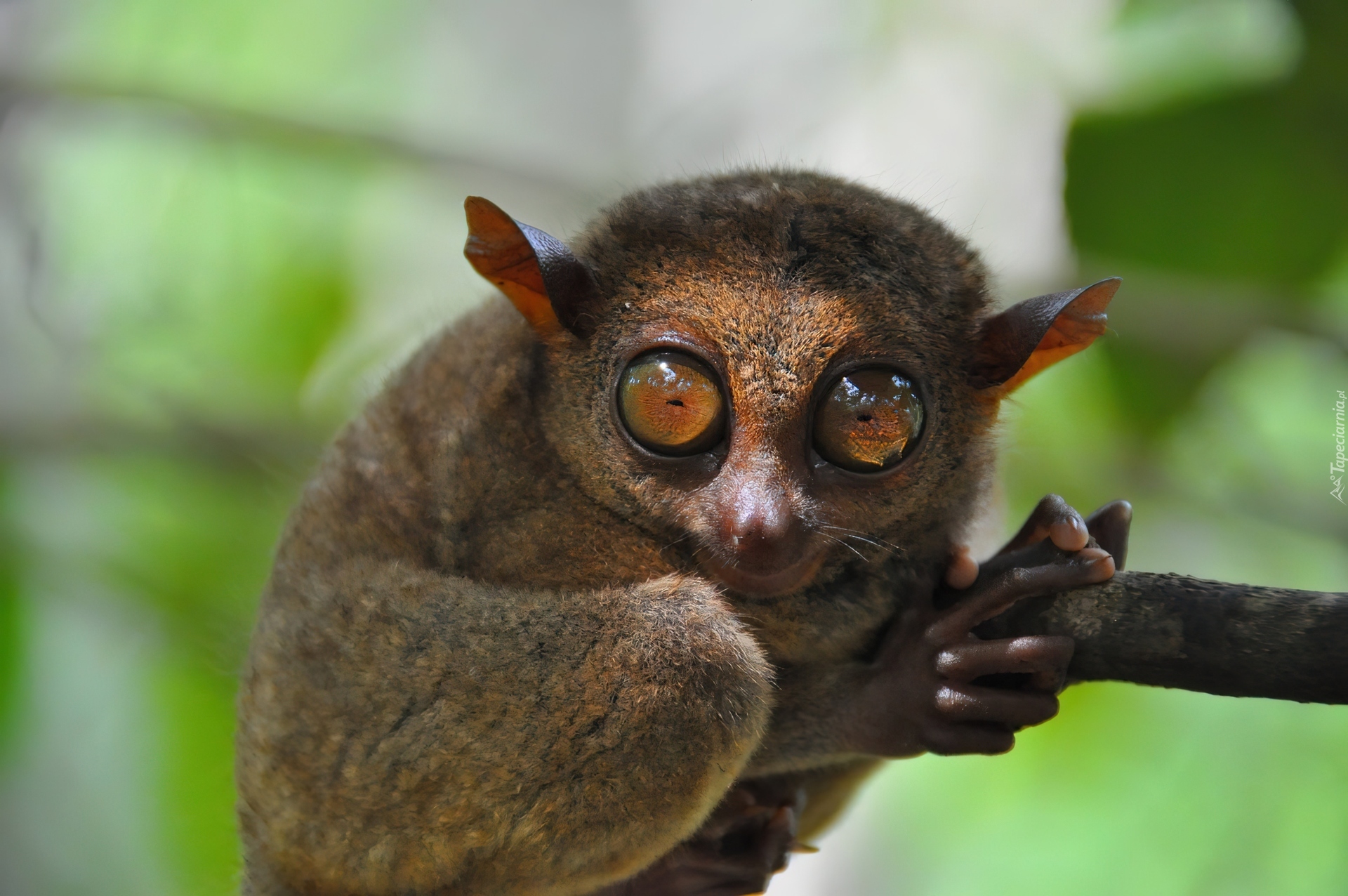 Wyrak, Tarsius, Małpka, Konar, Filipiny