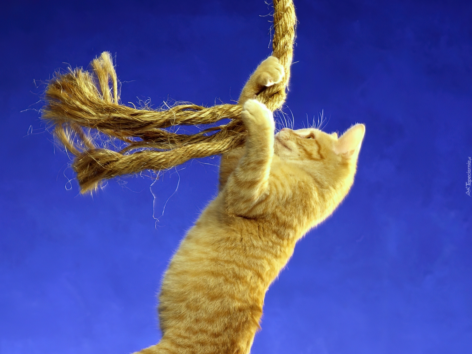 Кот на веревке. Веревочка для кота. Кошка с веревкой. Котенок висит.