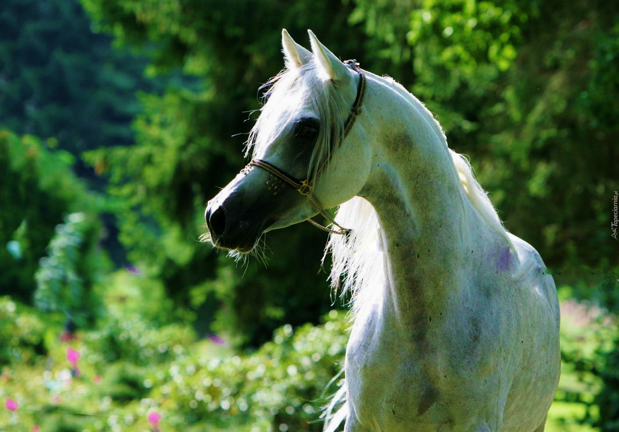 Biały, Koń, Arab