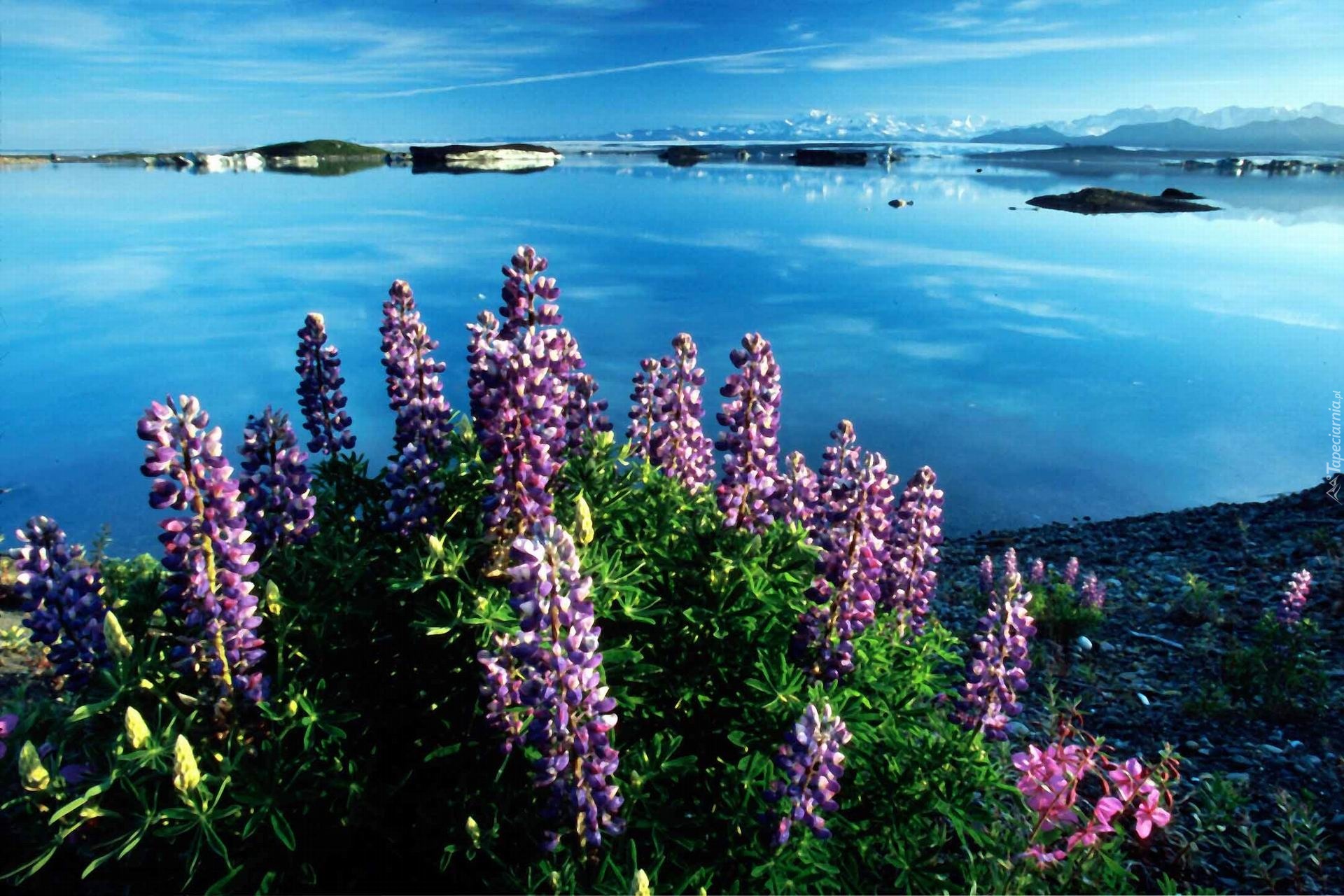 Kwiatki, Jezioro, Vitus, Alaska