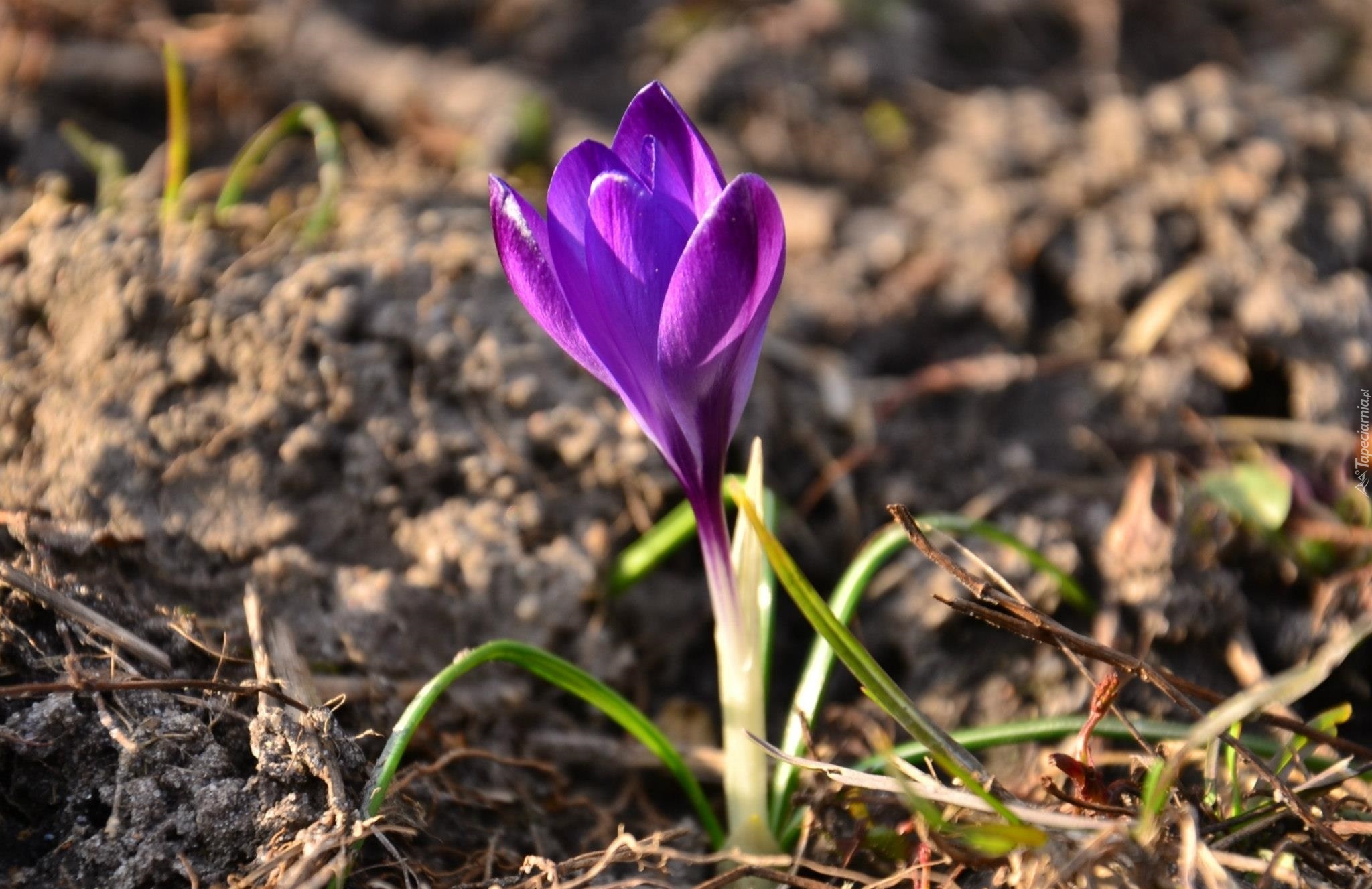 Fioletowy, Krokus