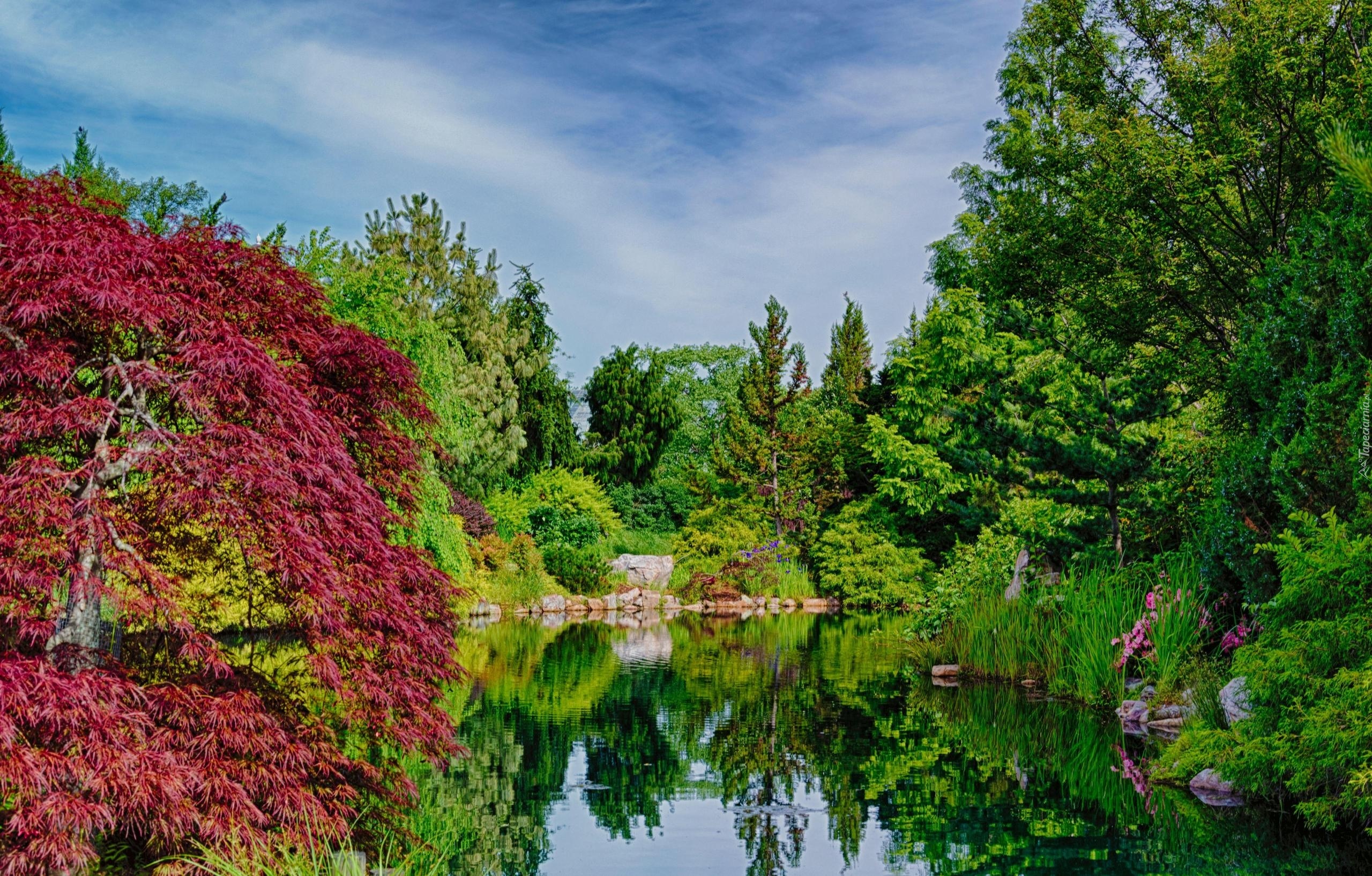 Park, Drzewa, Jezioro