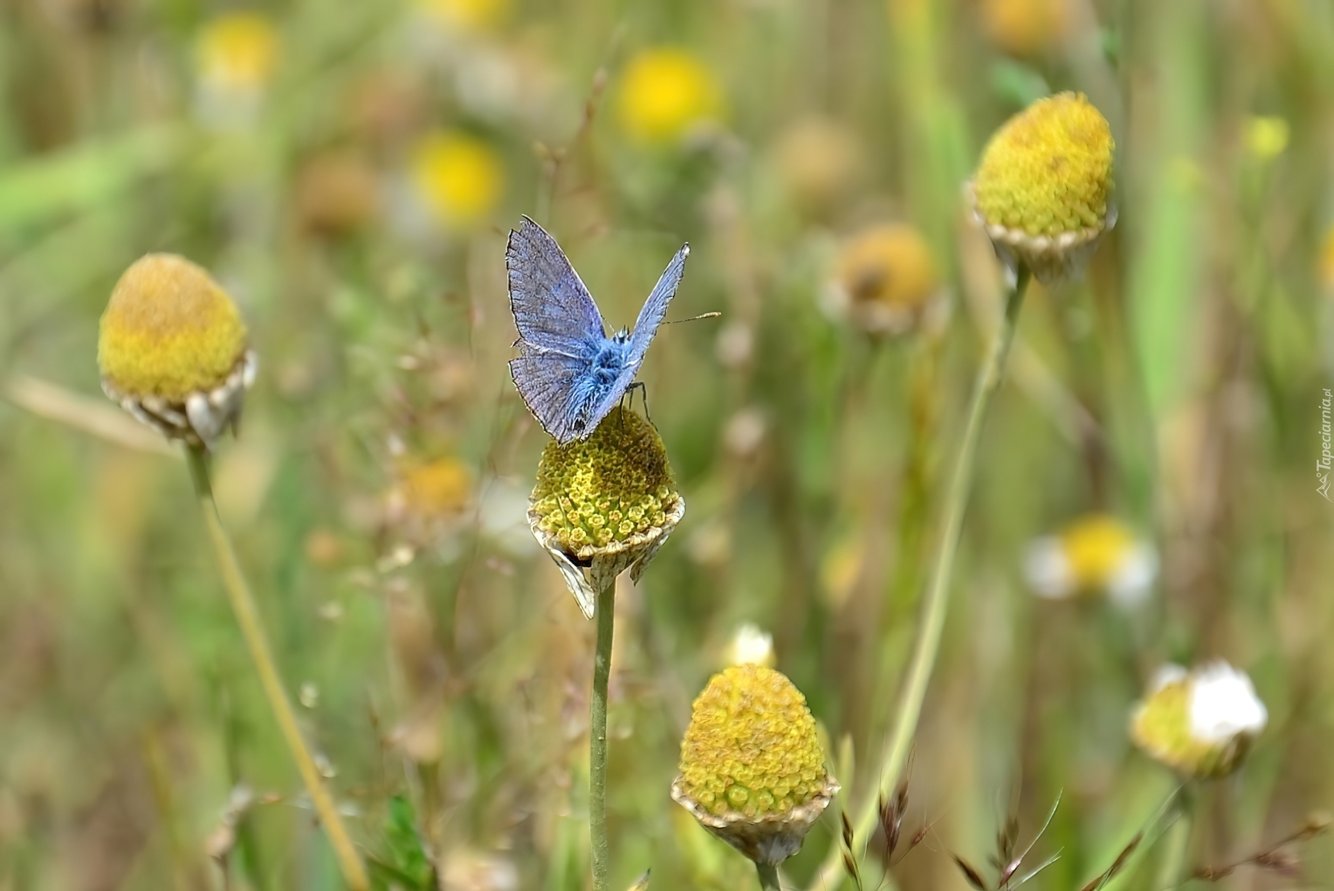 Niebieski, Motyl, Roślinność