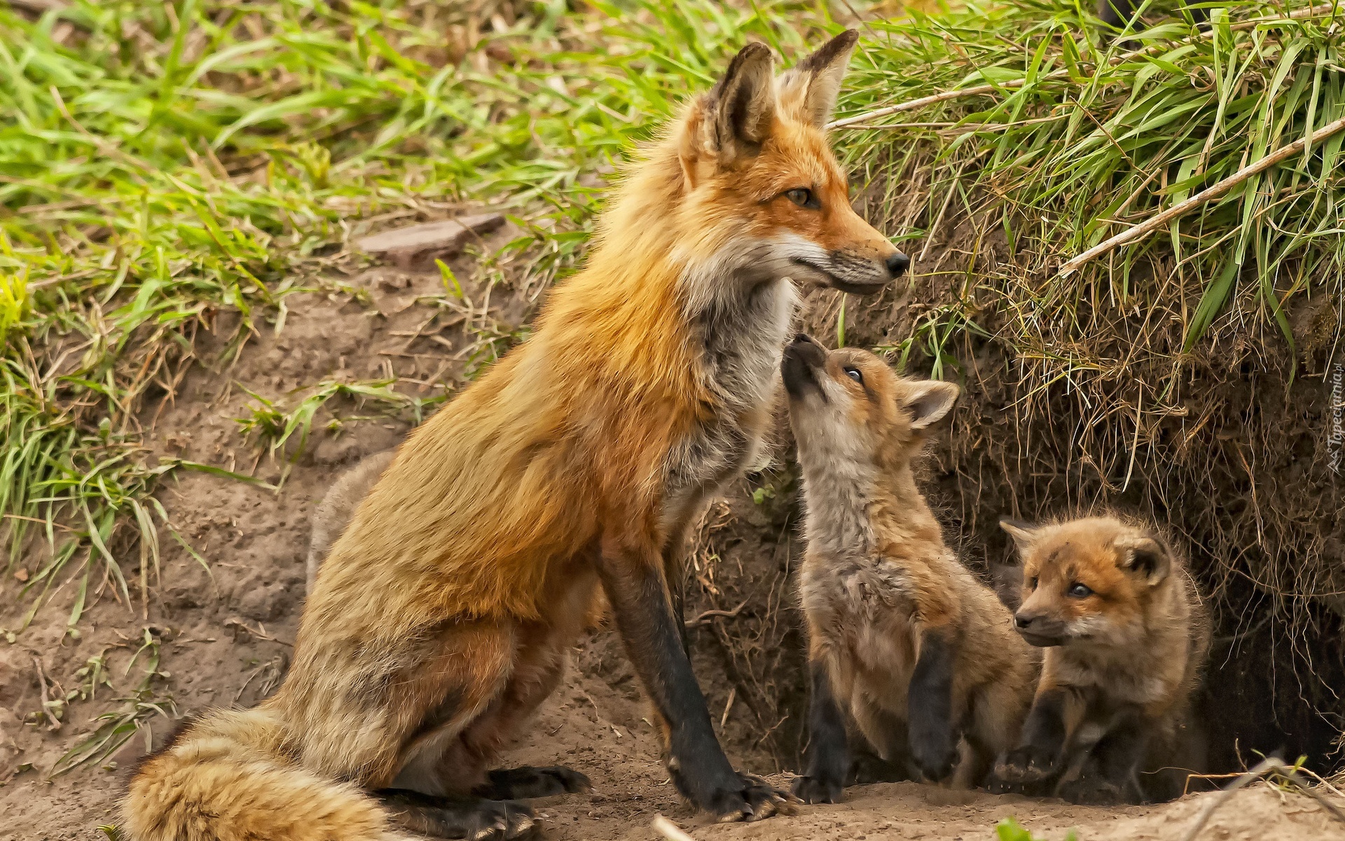 Mama, Lis, Młode