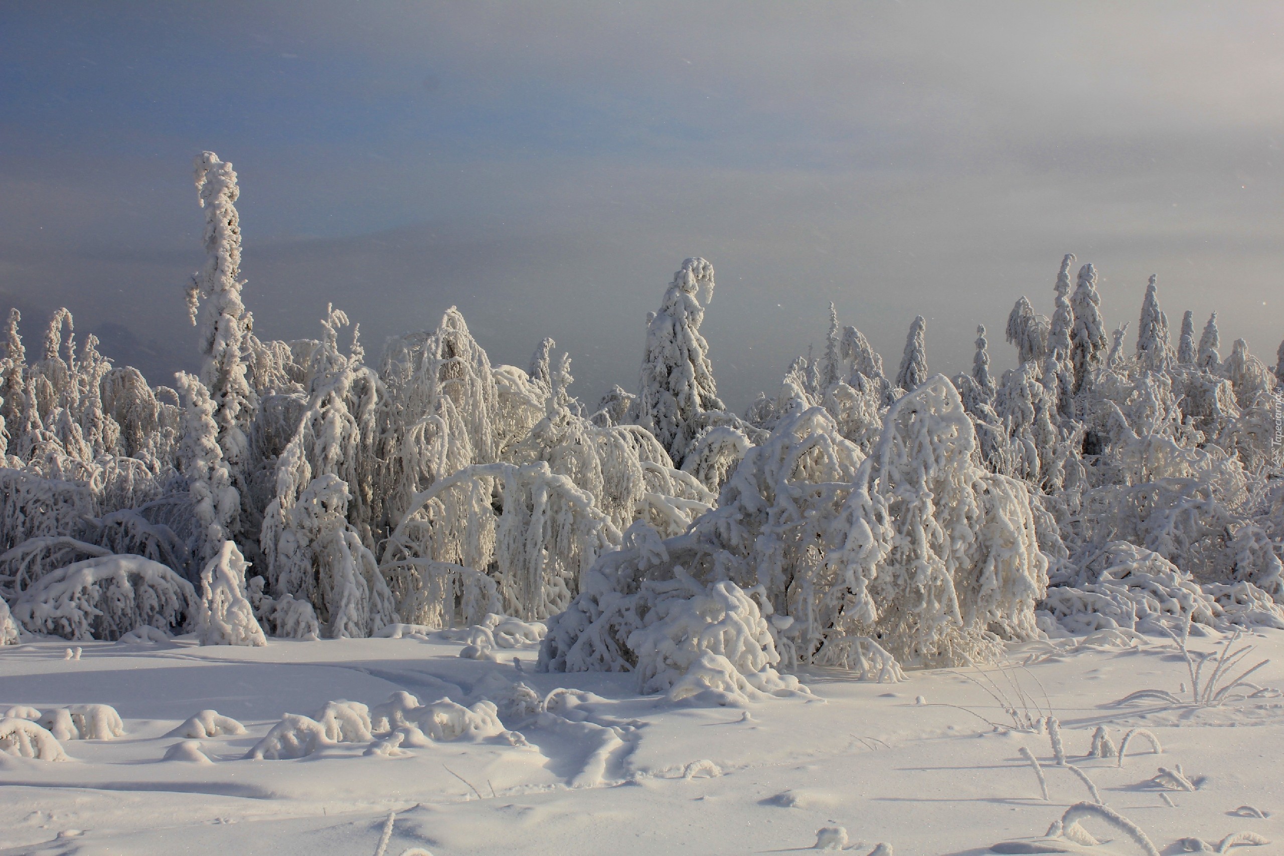 Drzewa, Śnieg, Zima