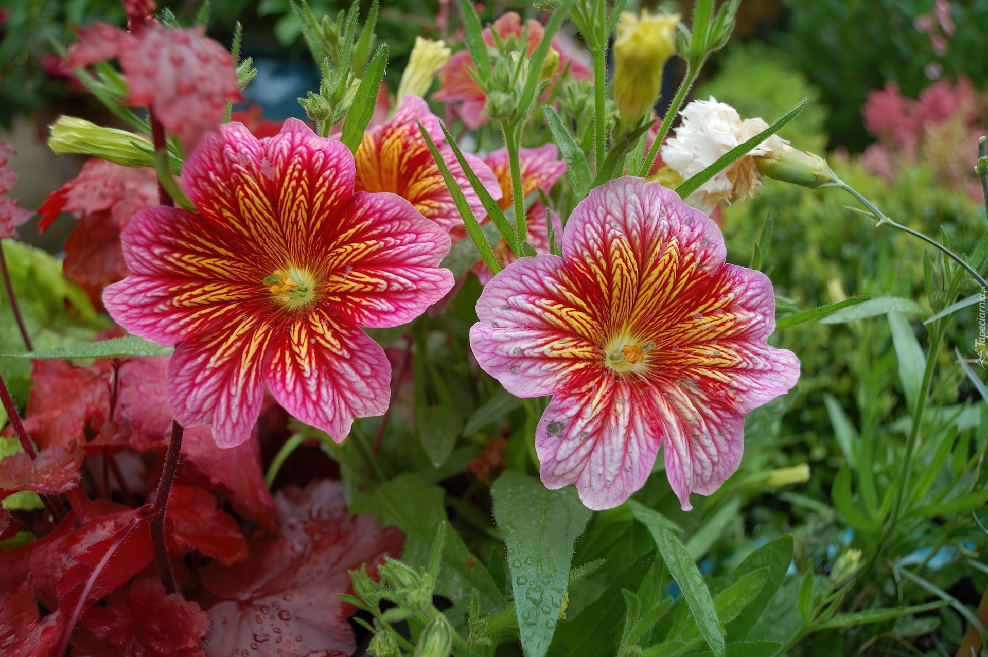 Kwiaty, Salpiglossis