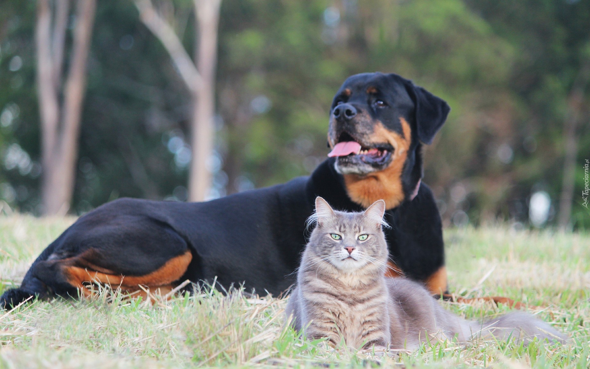 Rottweiler, Kot, Łąka, Park