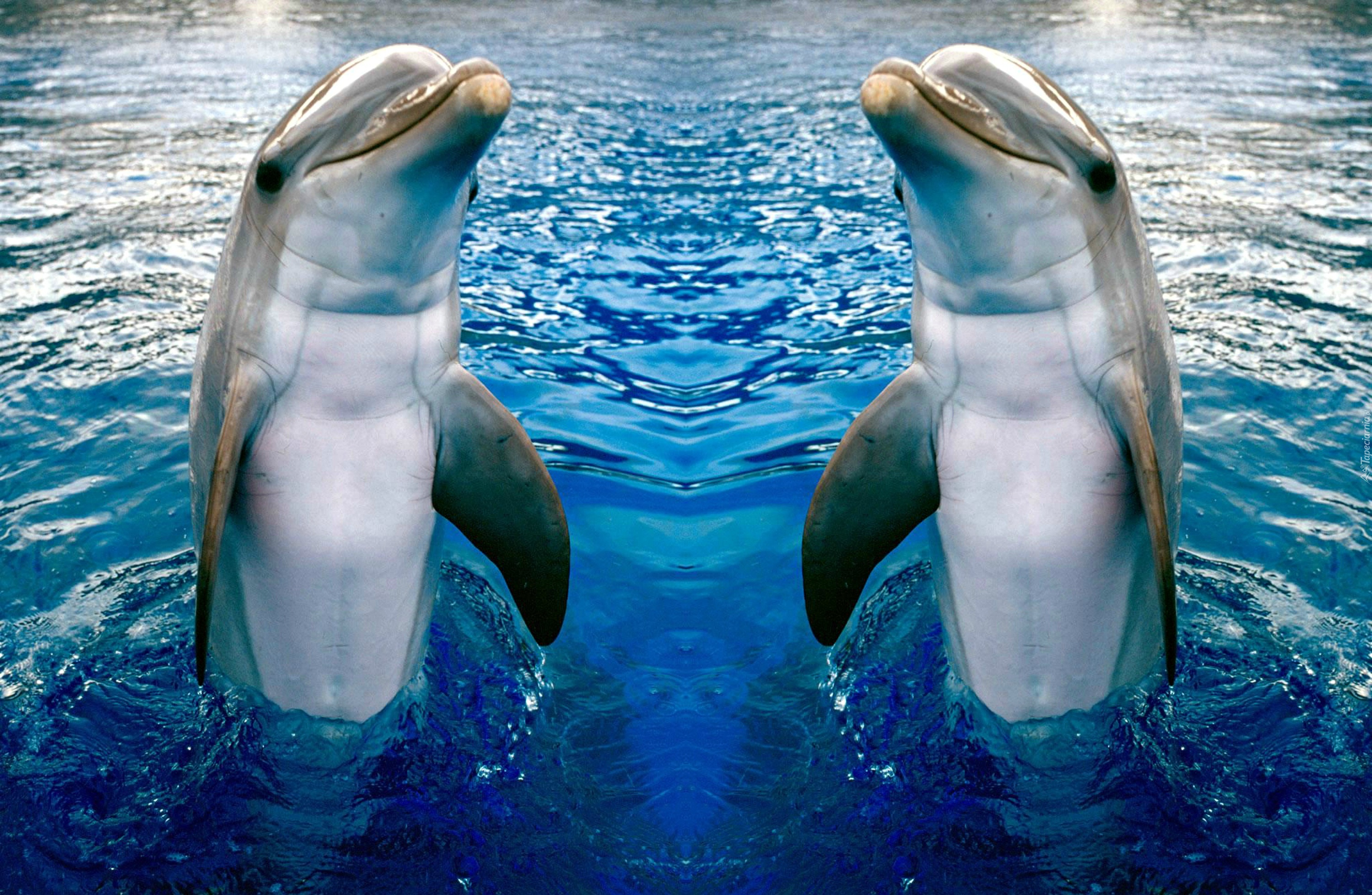 Dwa, Delfinki