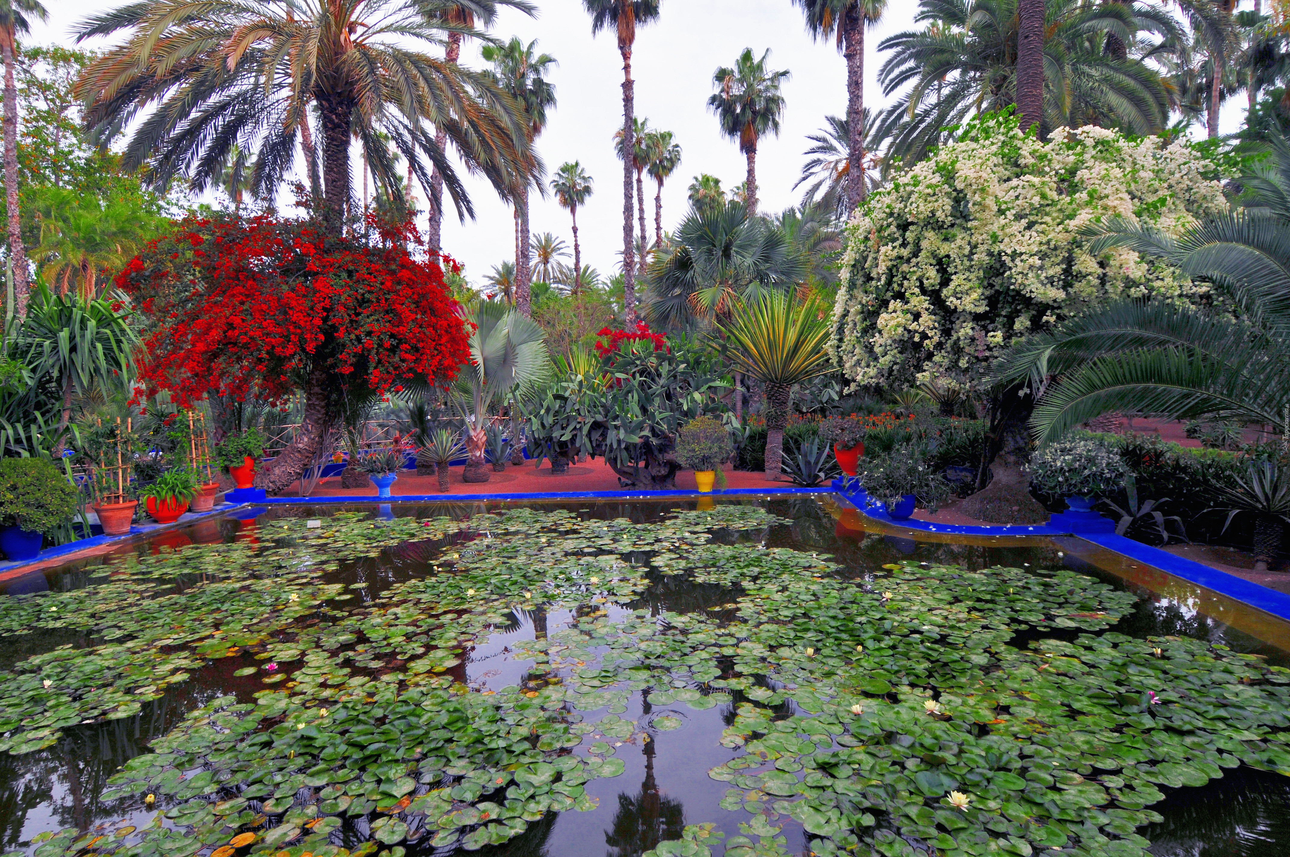 Piękny, Ogród, Staw, Majorelle, Marakesz, Maroko