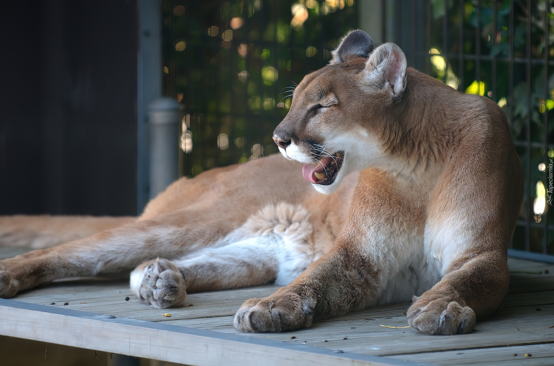 Puma, Zoo