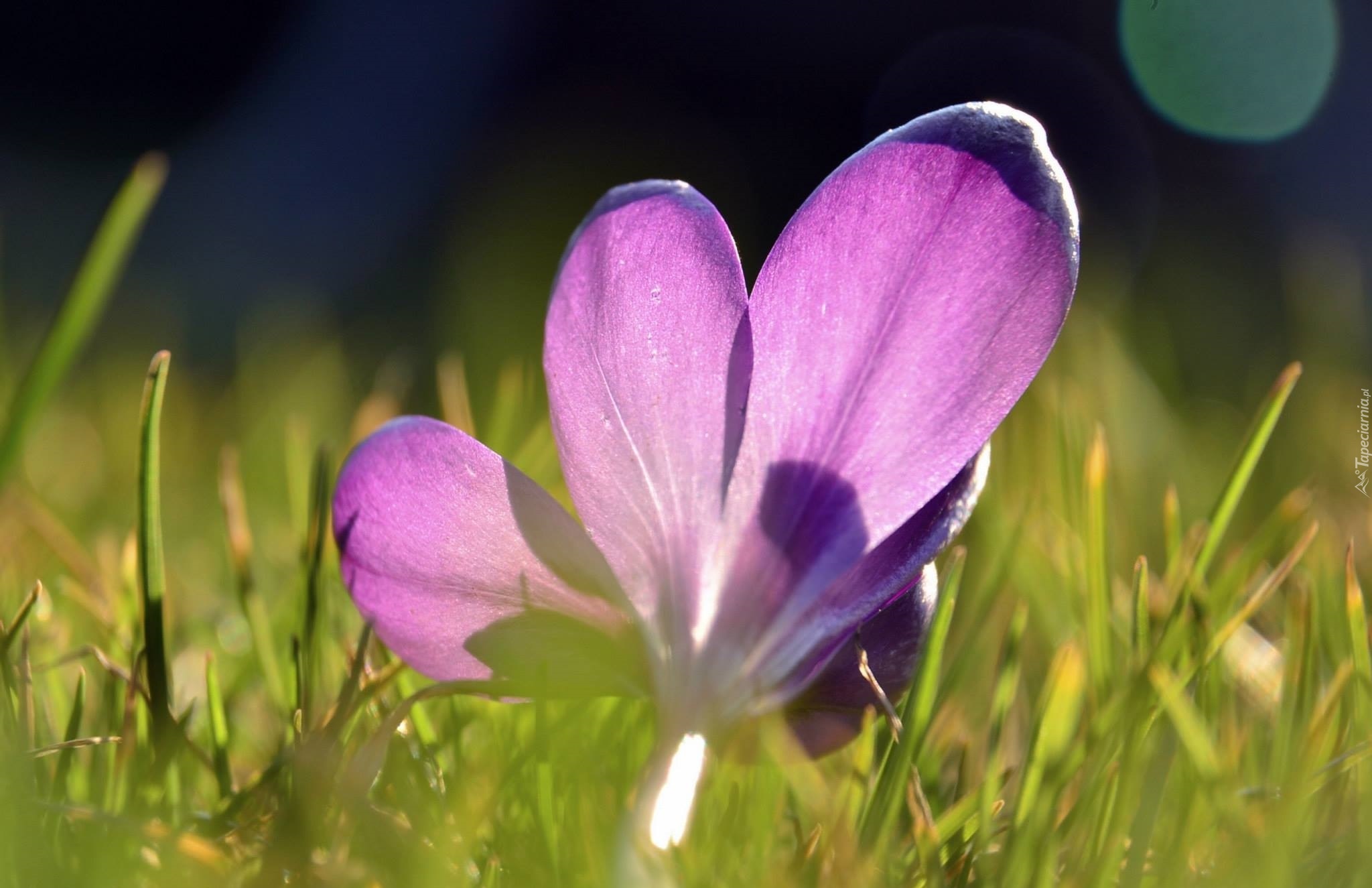 Fioletowy, Krokus, Trawa