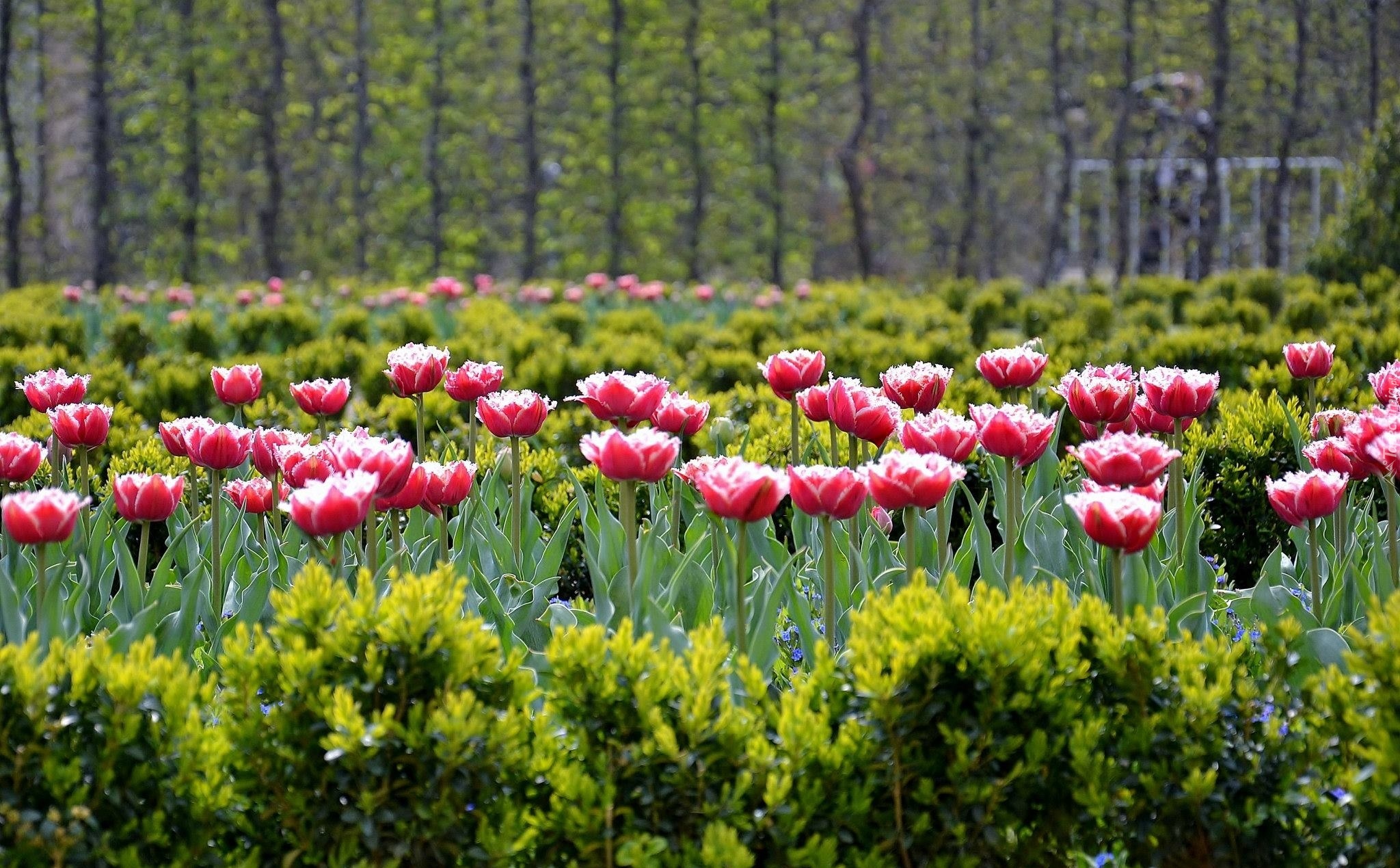 Różowe, Tulipany