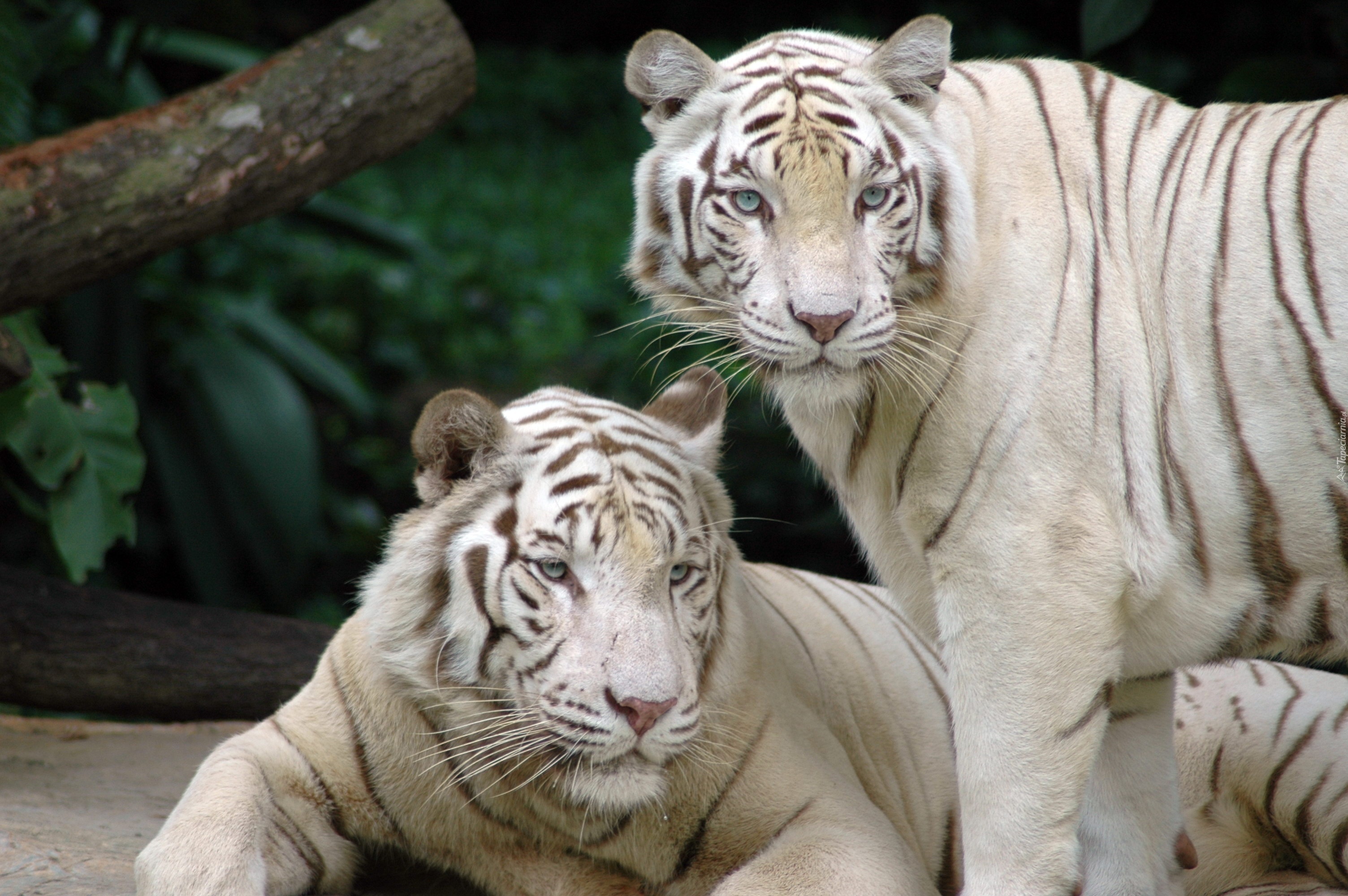 Dwa, Białe, Tygrysy