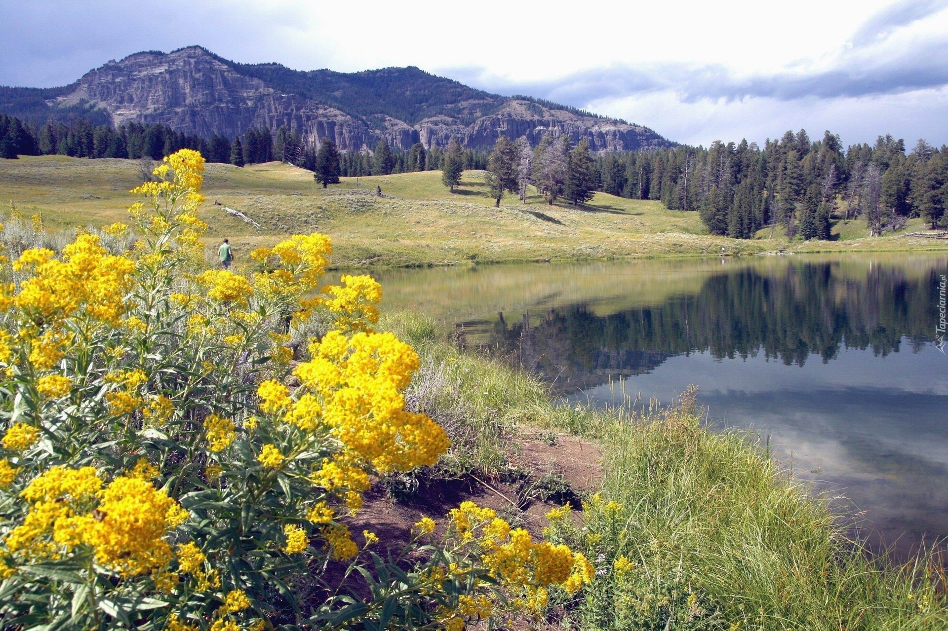 Stany Zjednoczone, Park Narodowy Yellowstone, Montana,  Kwiaty, Jeziorko, Góry