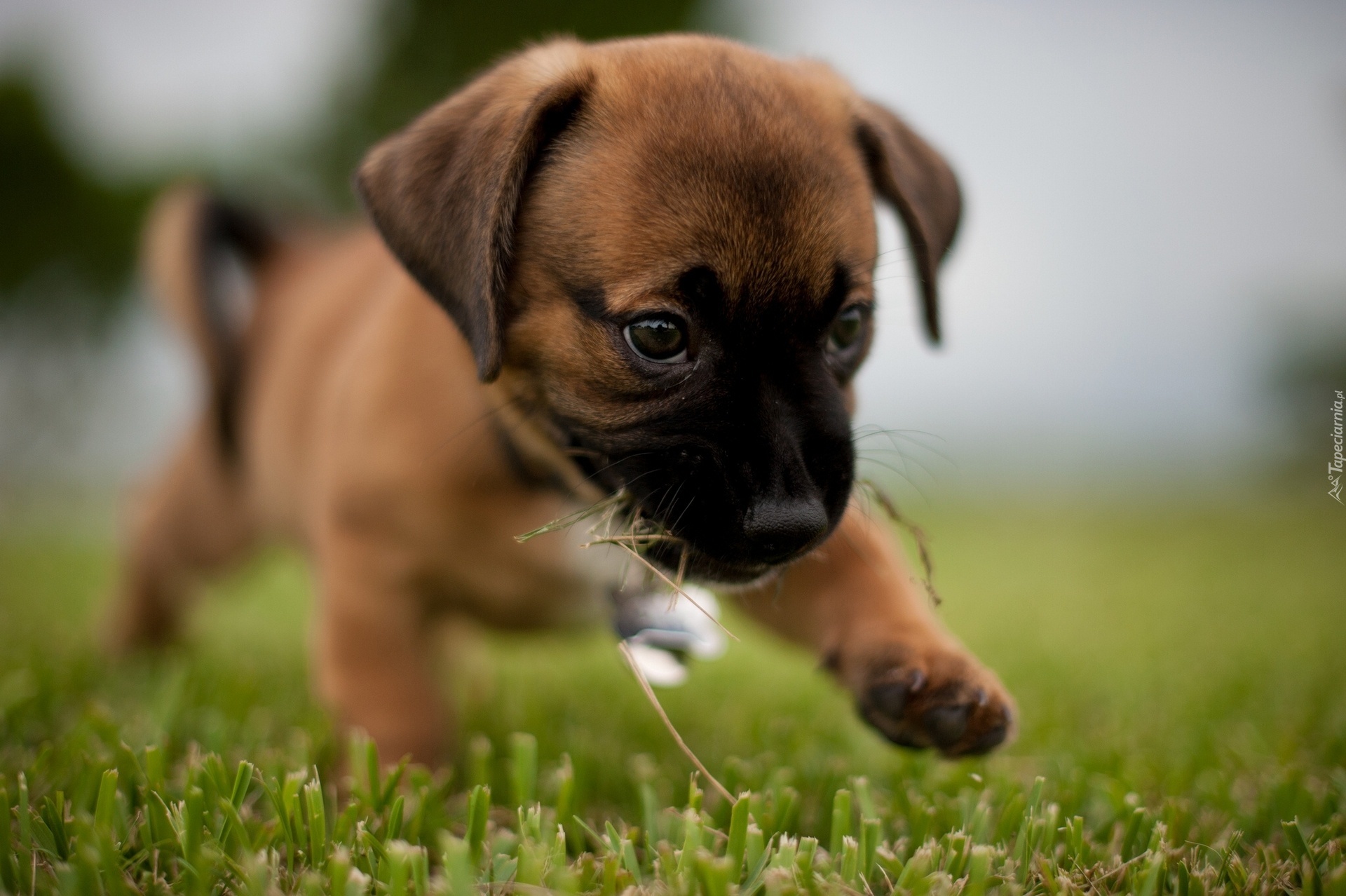 Szczeniaczek, Trawa, Bullmastiff