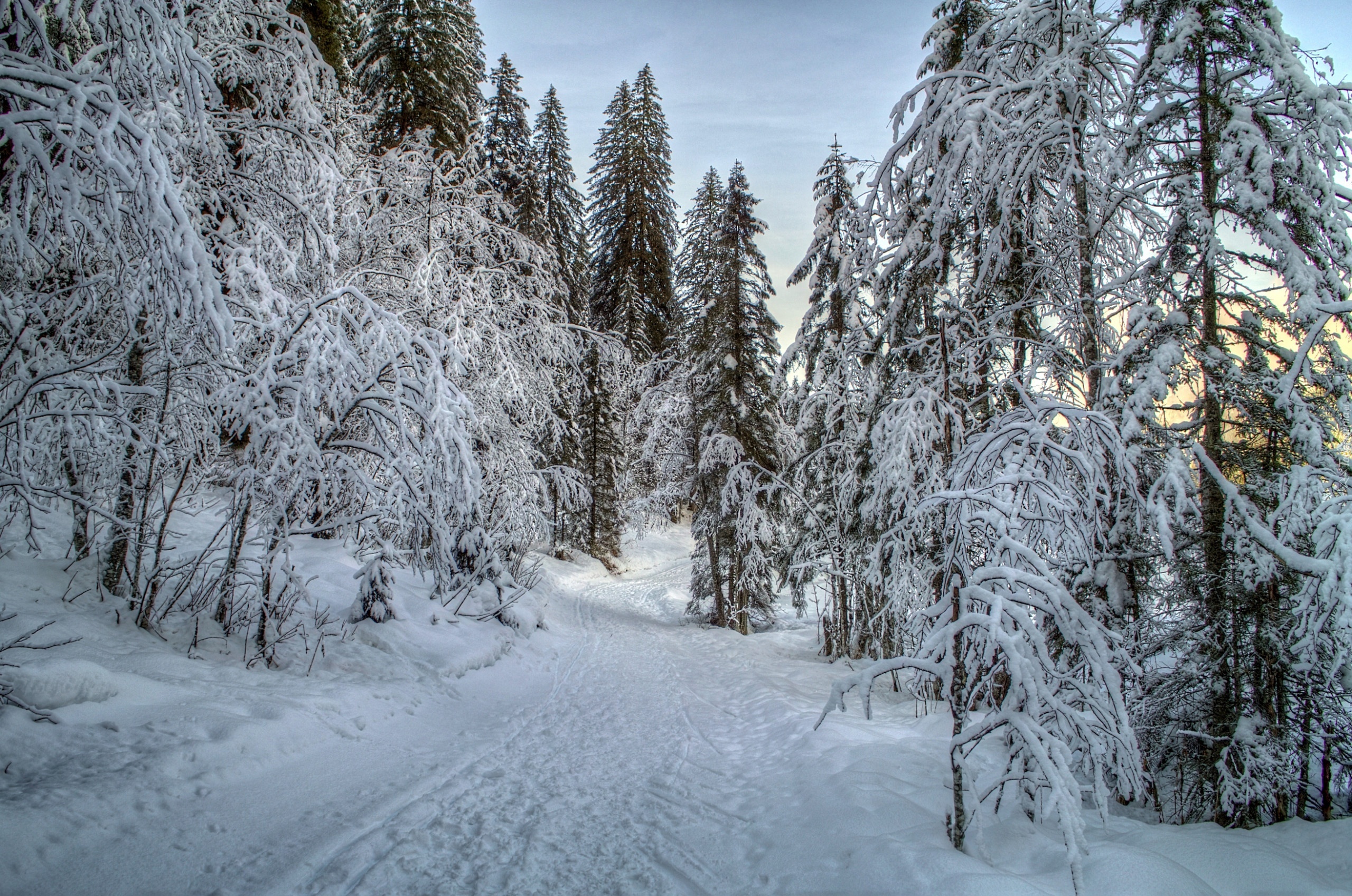 Las, Drzewa, Śnieg