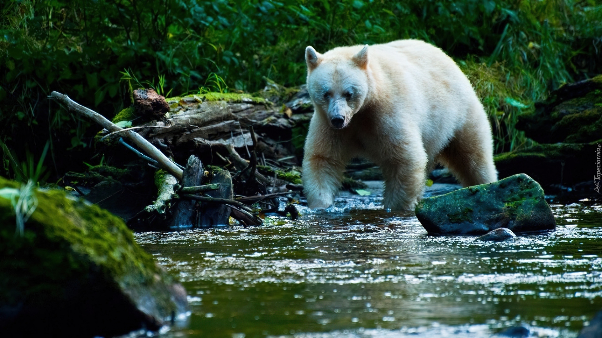 Дикая природа англ. Дикая природа. Дикая природа Америки. Дикая природа России National Geographic. Дикая природа Аляски.