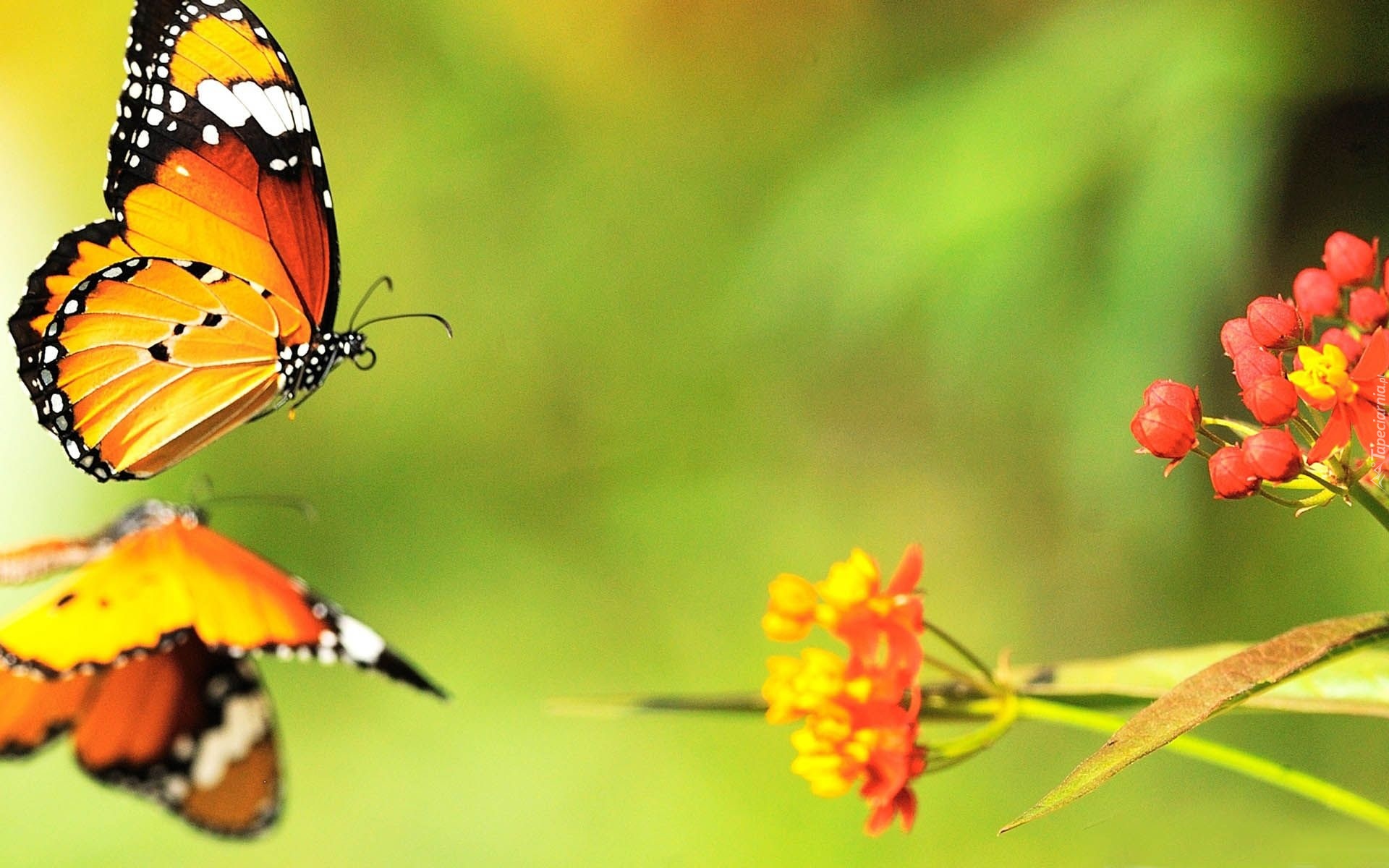 Motyl, Roślina