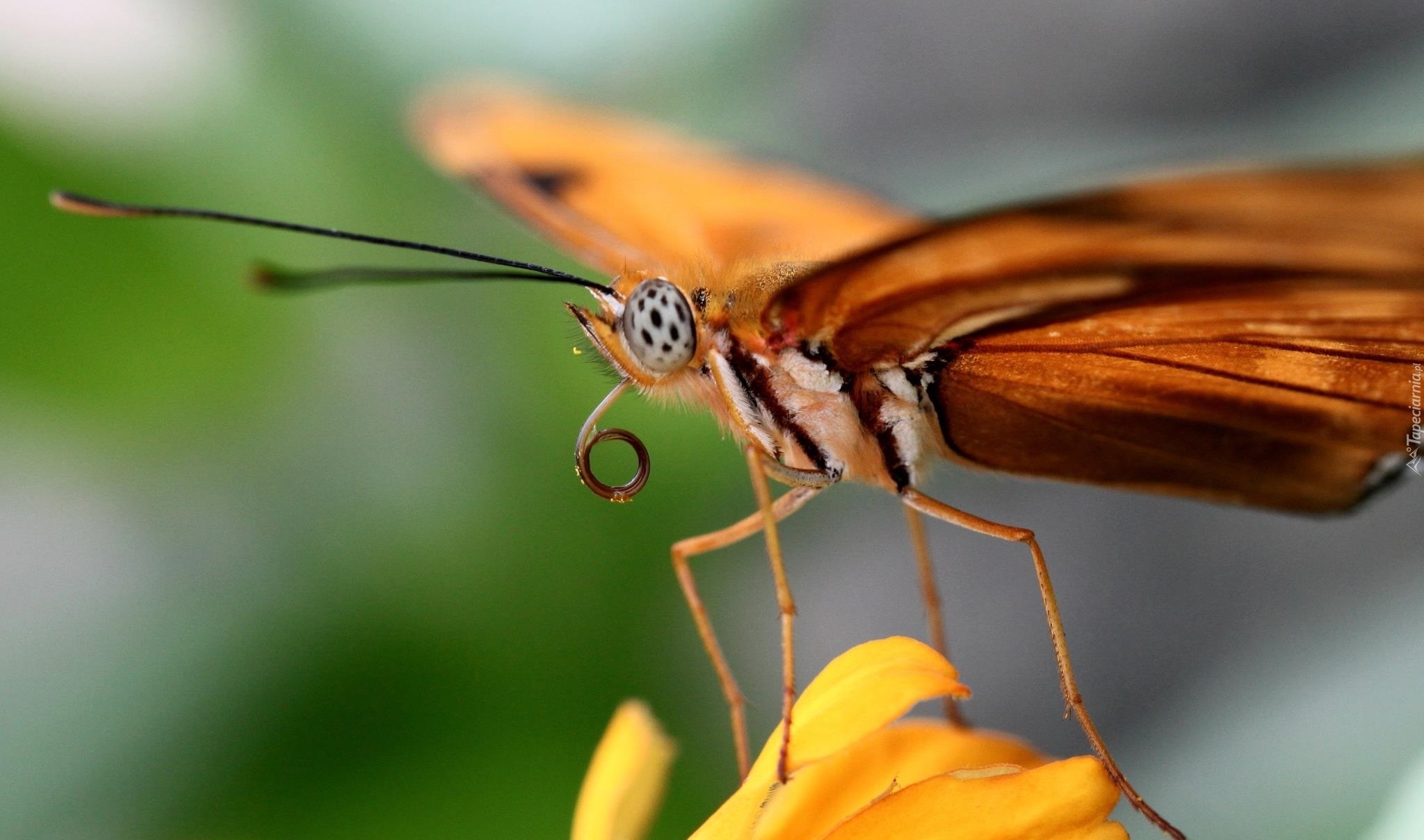 Pomarańczowy, Motyl, Żółty, Kwiat