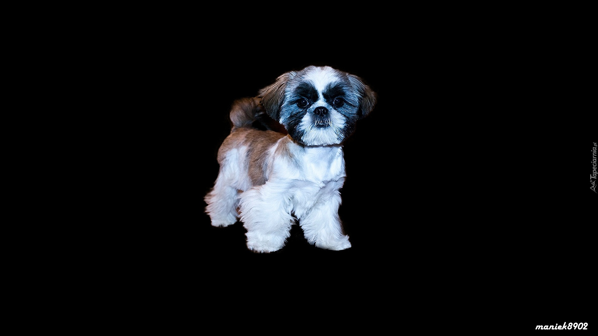 Shih Tzu