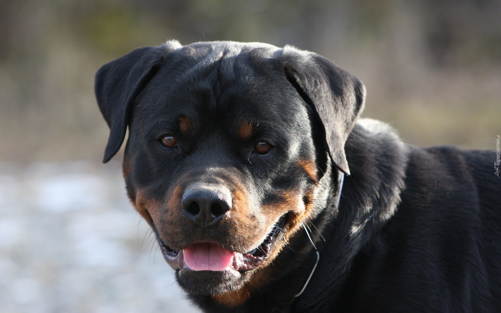 Rottweiler, Język