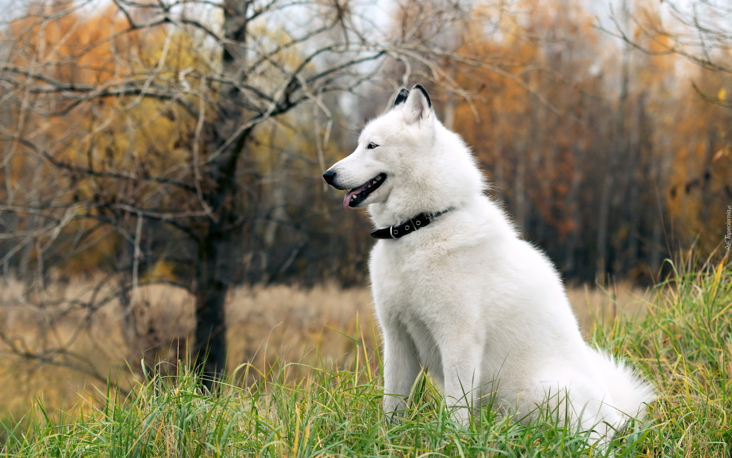 Siberian Husky, Las