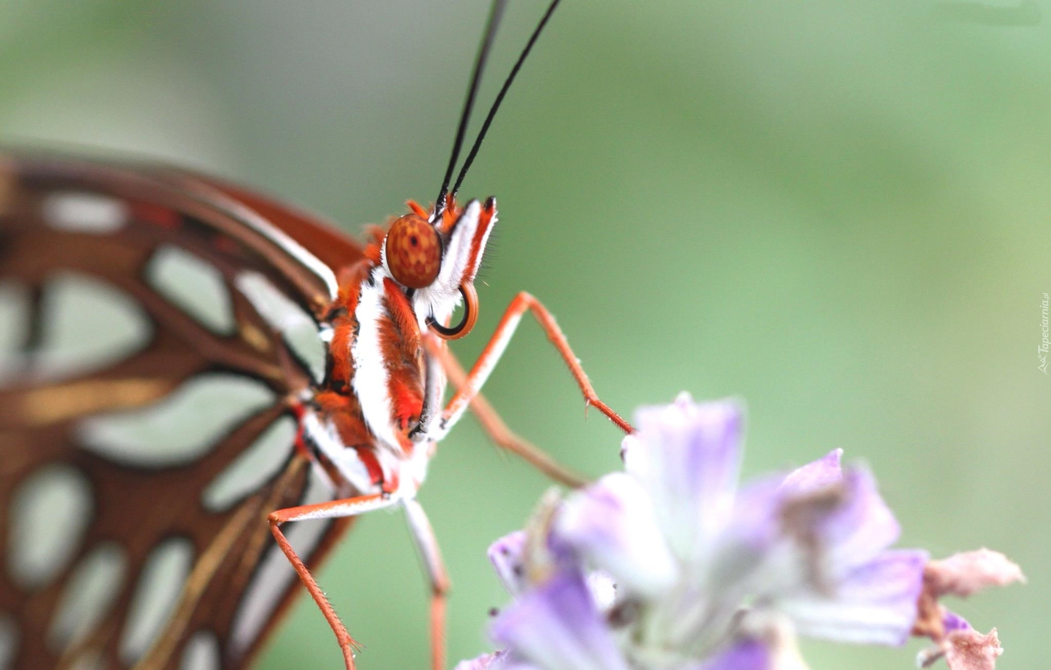 Motyl, Kwiat