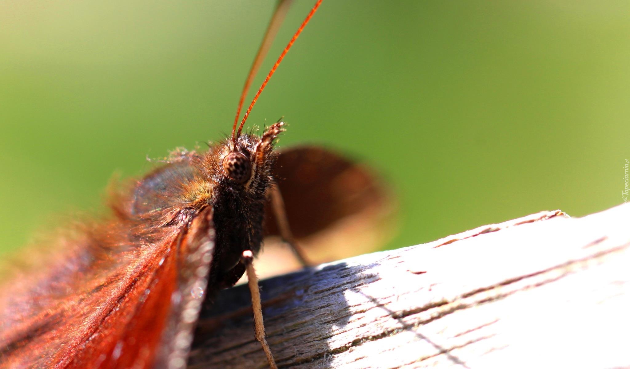 Motyl, Powierzchnia