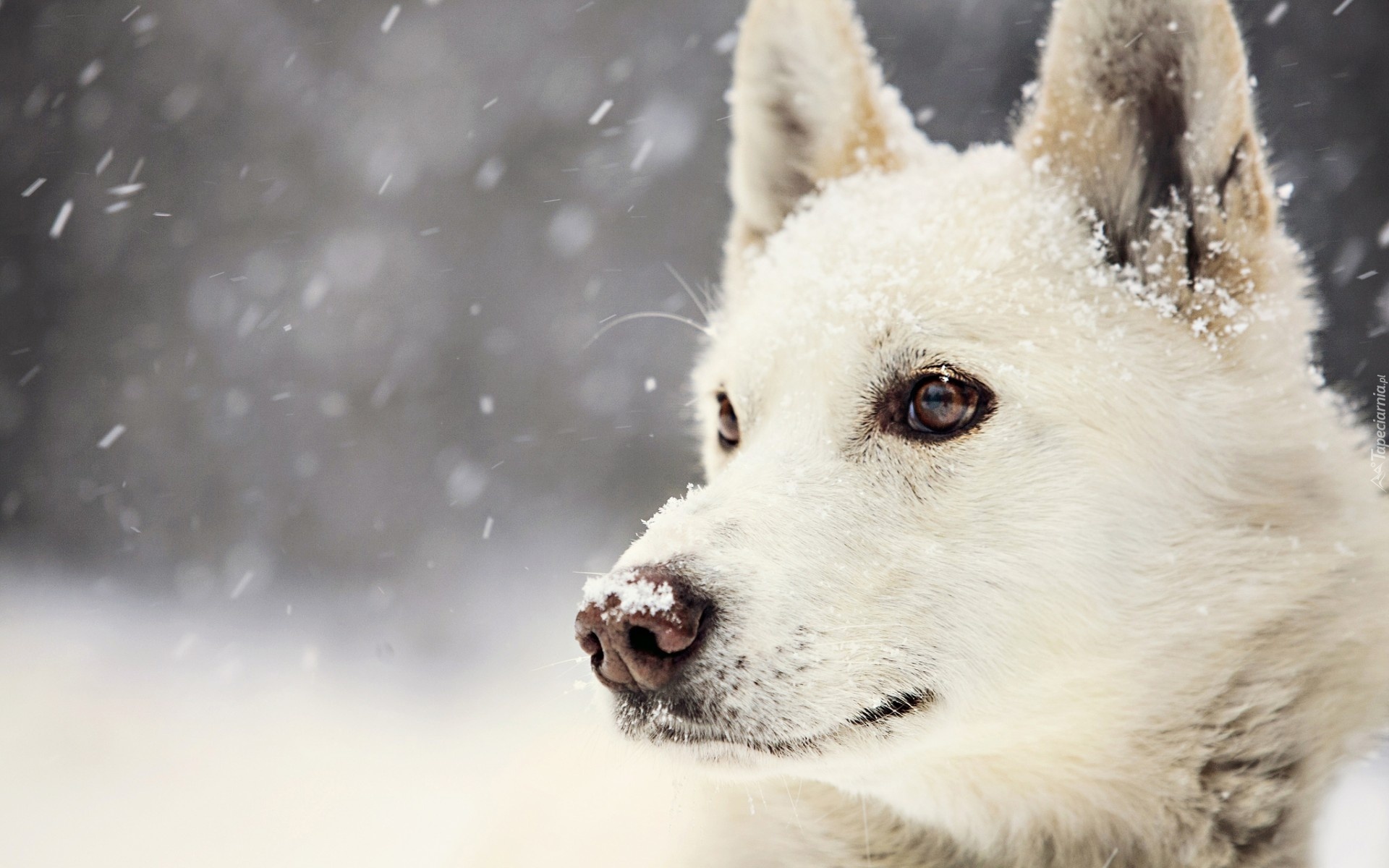 Biały, Pies, Śnieg