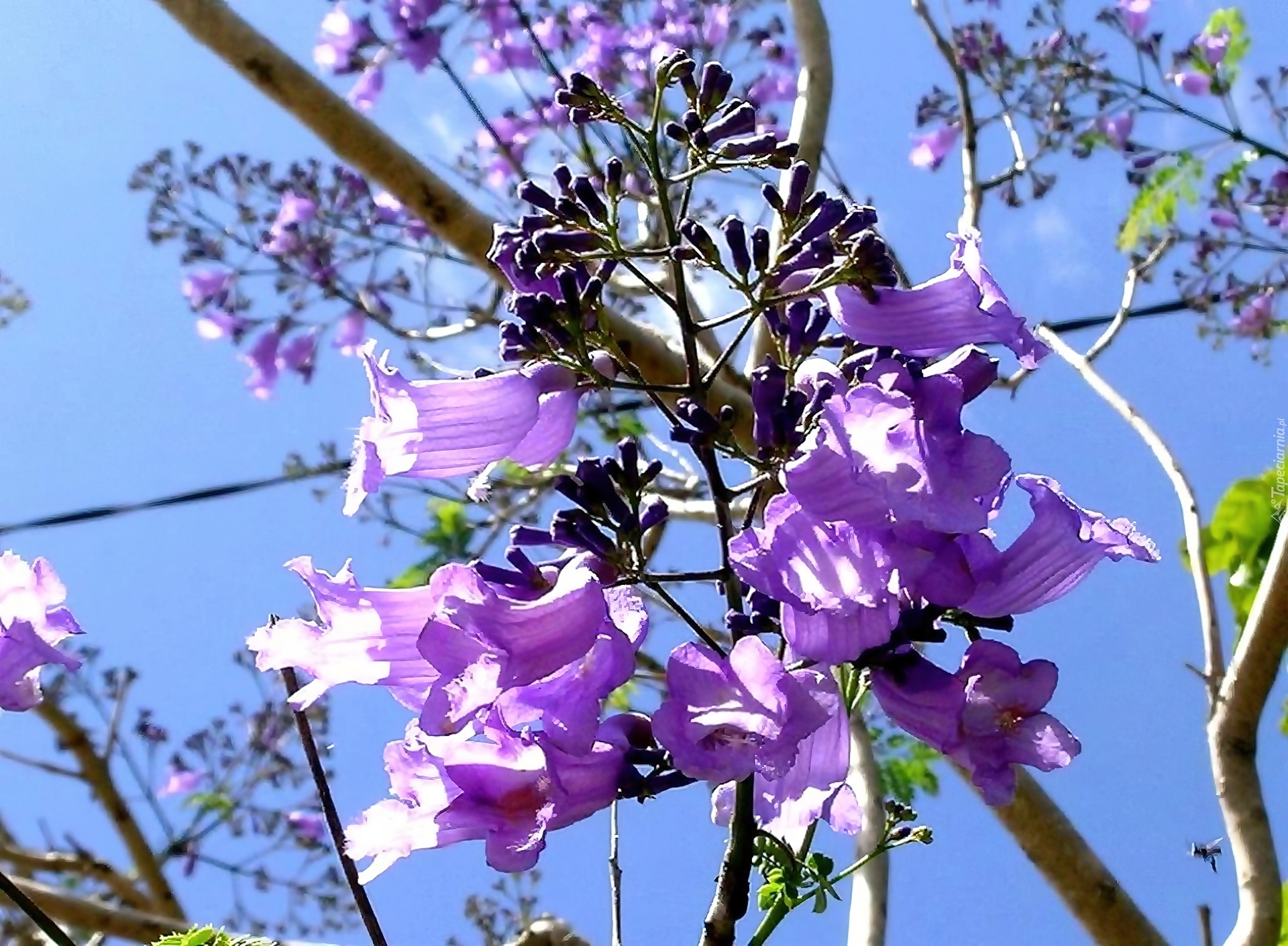 Kwitnąca, Jacaranda