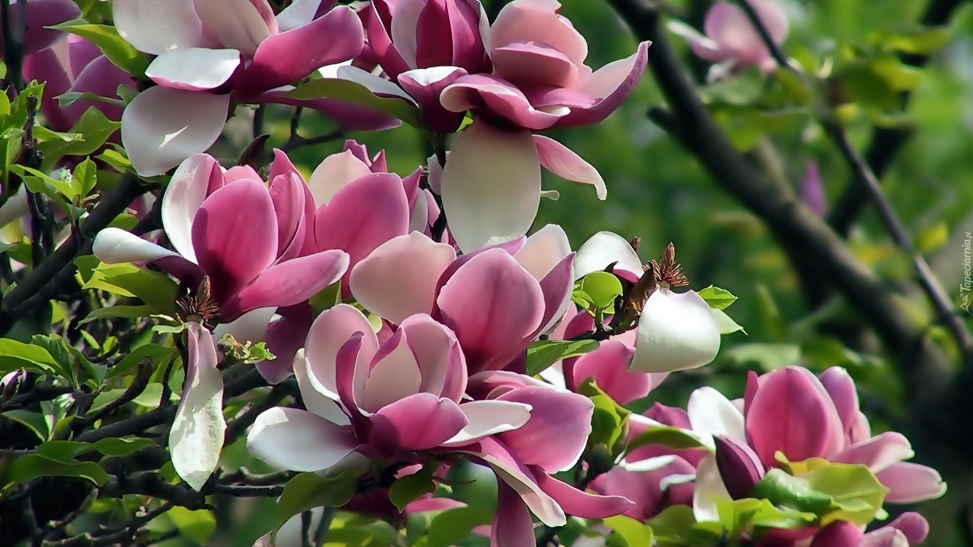 Różowa, Magnolia