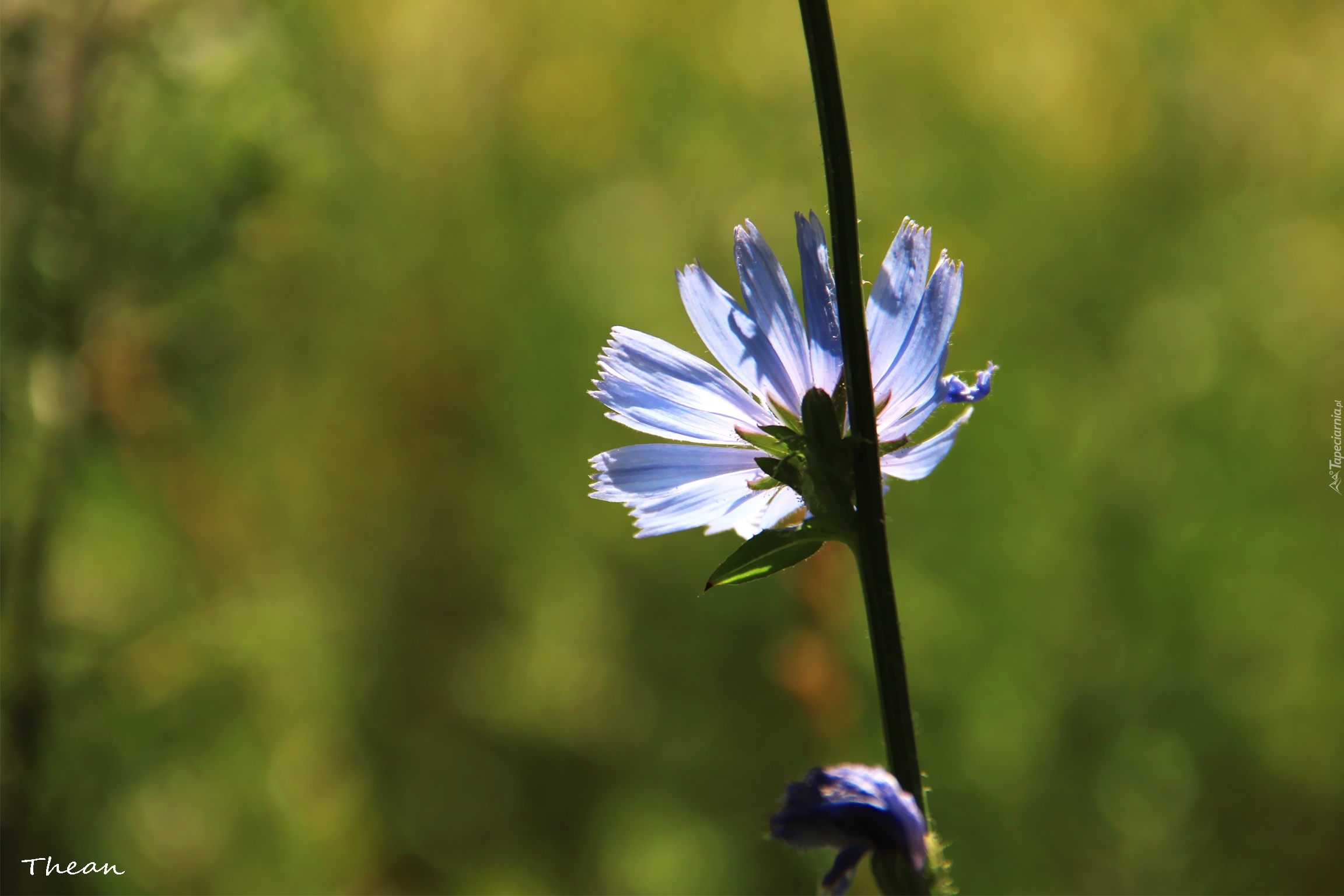 Niebieski, Kwiat, Cykoria