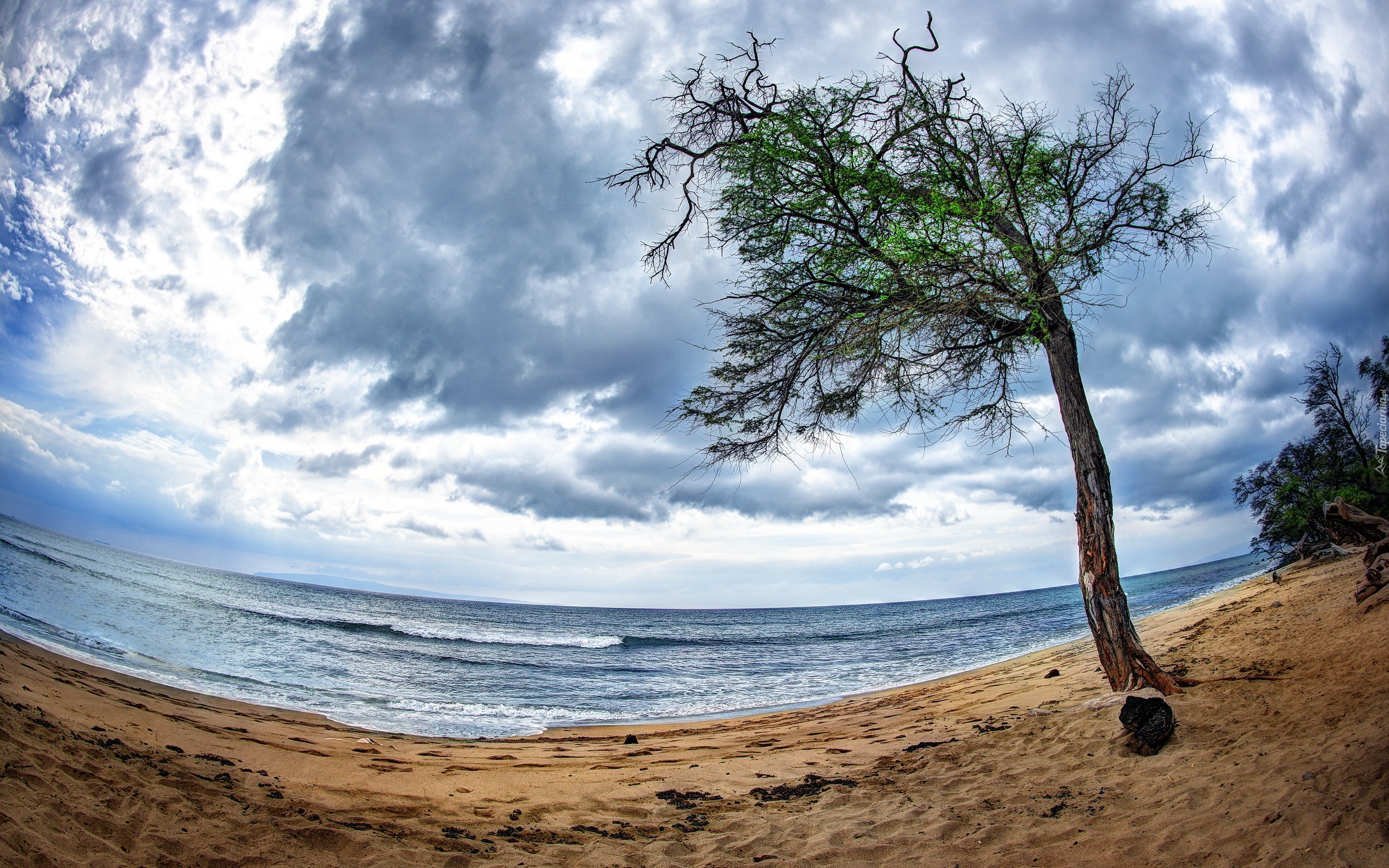 Morze, Plaża, Drzewo