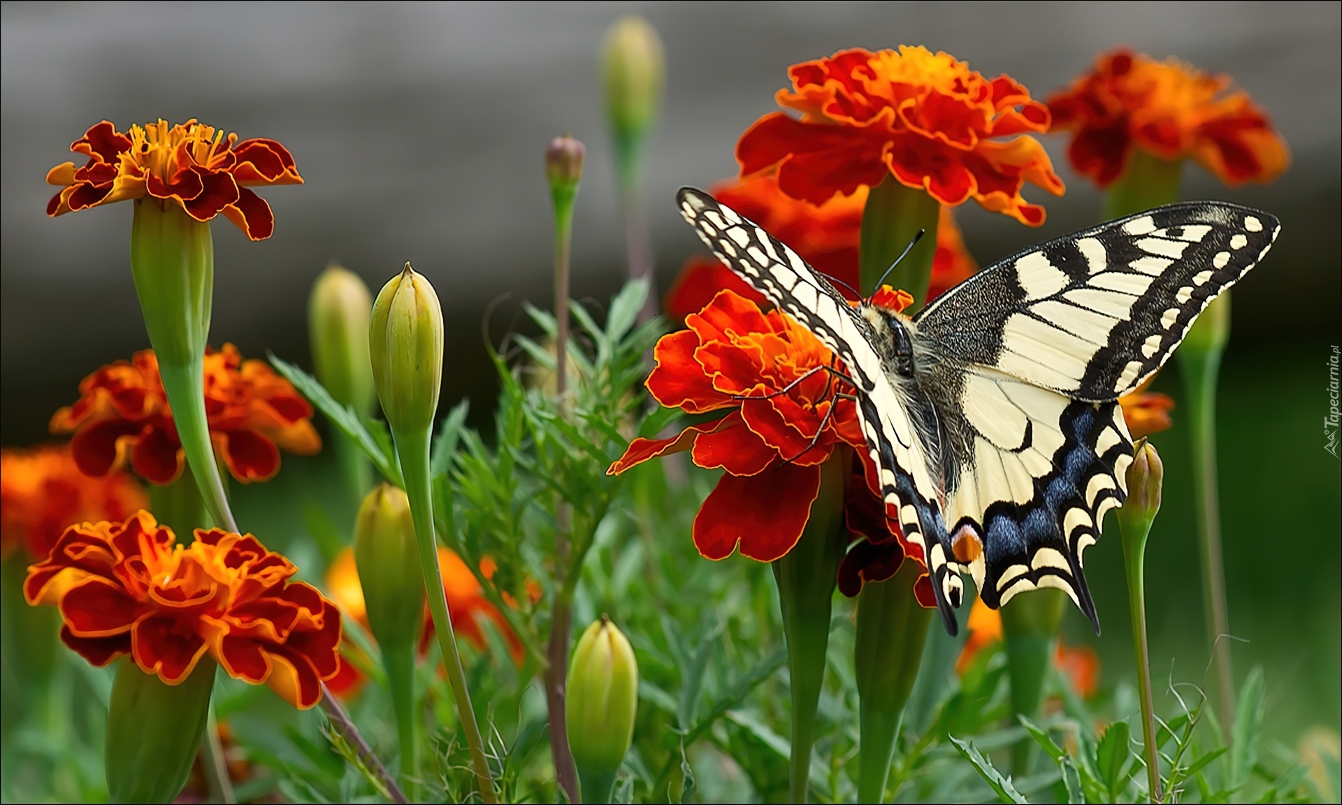 Pomarańczowe, Kwiaty, Biało, Czarny, Motyl, Aksamitki