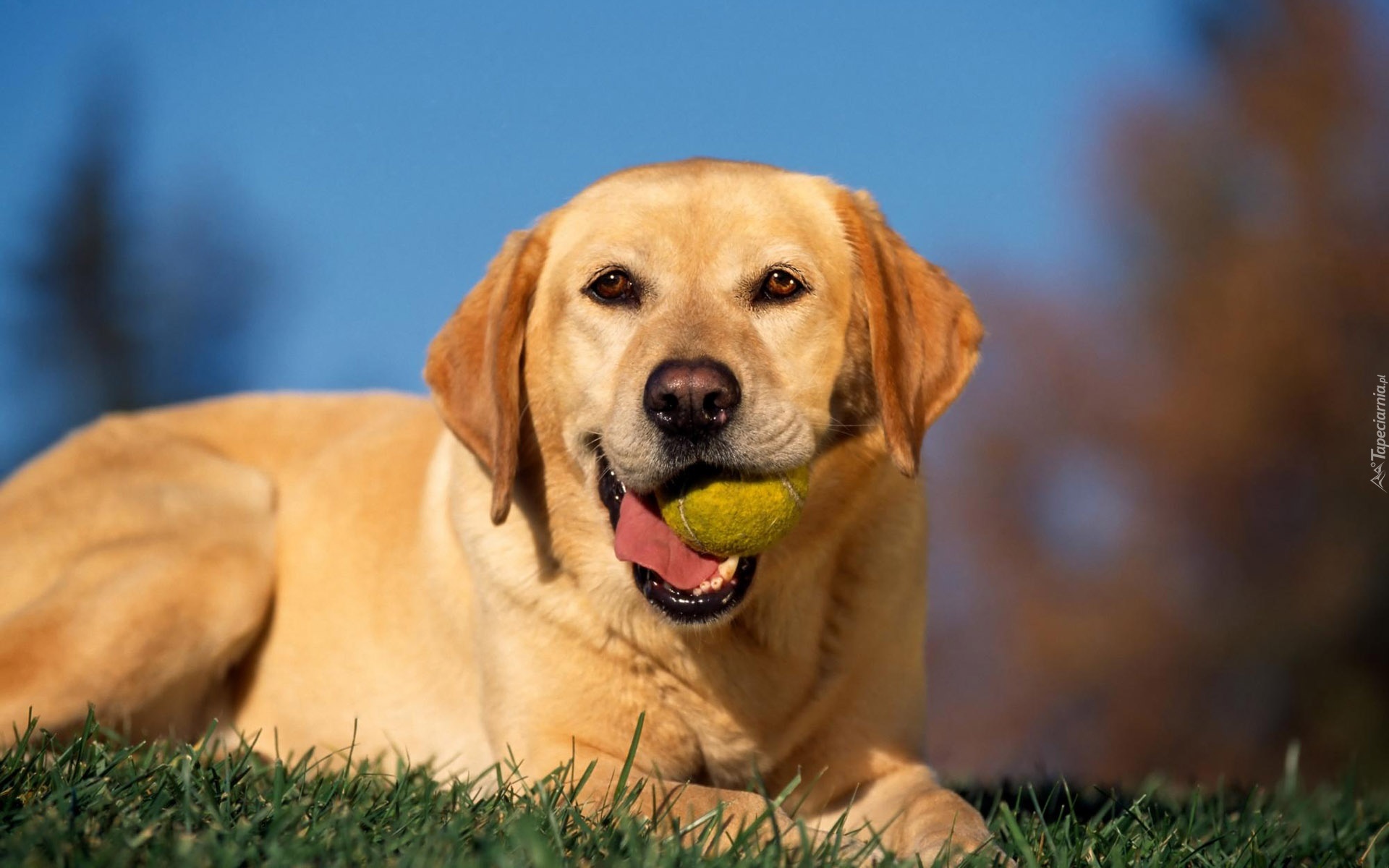 Szczęśliwy, Retriever, Piłeczka