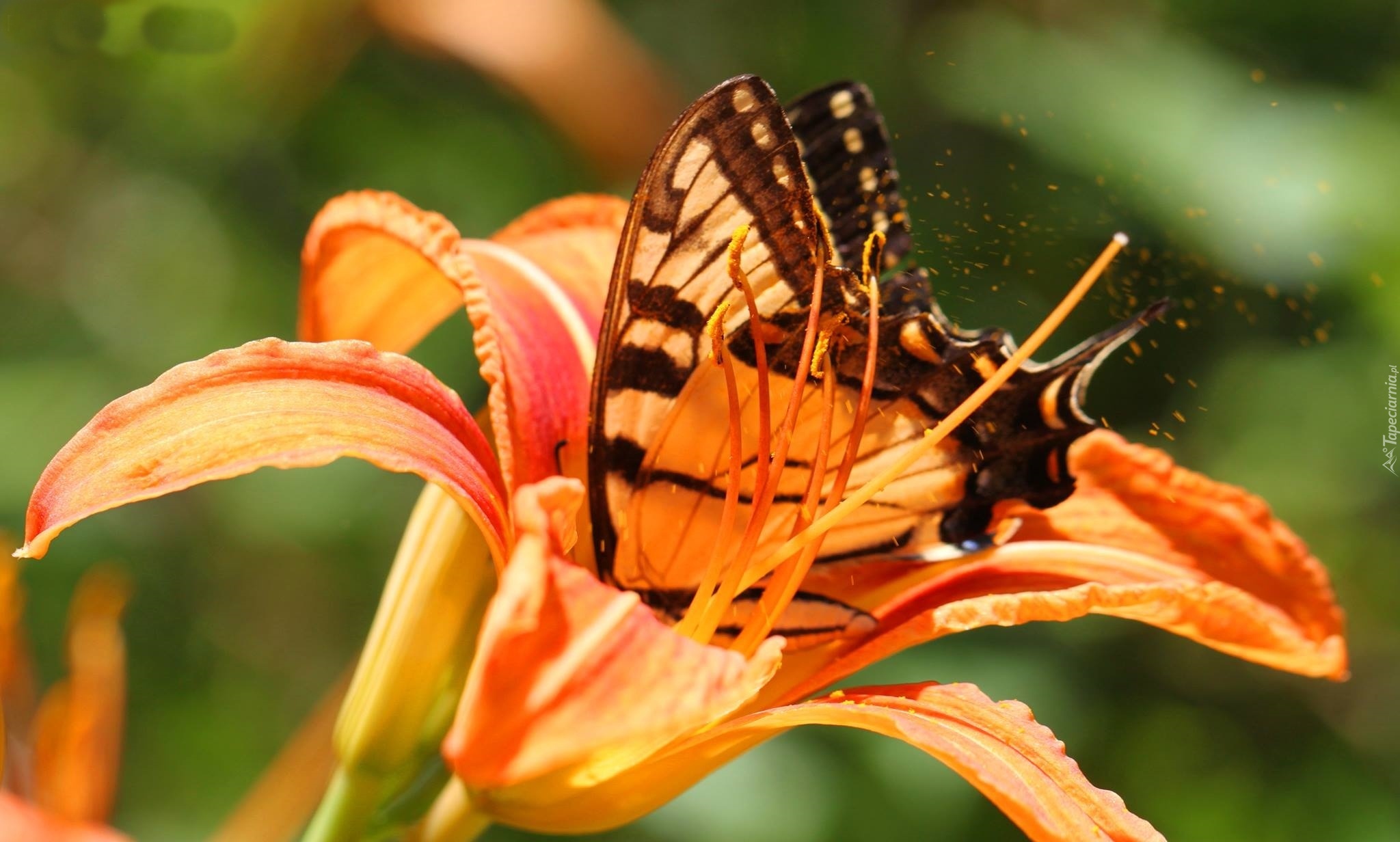 Motyl, Pomarańczowa, Lilia