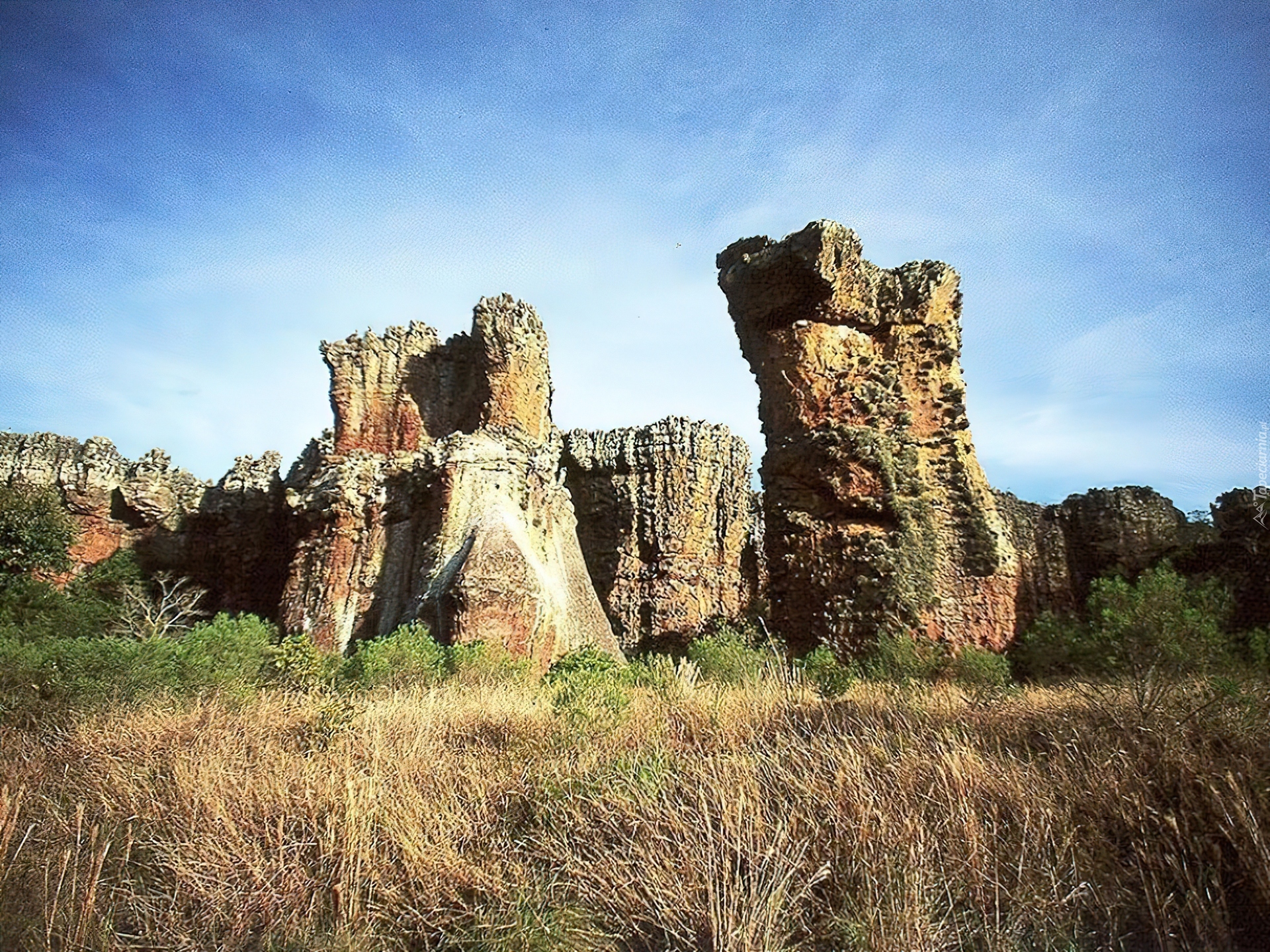 Góry, Krzewy