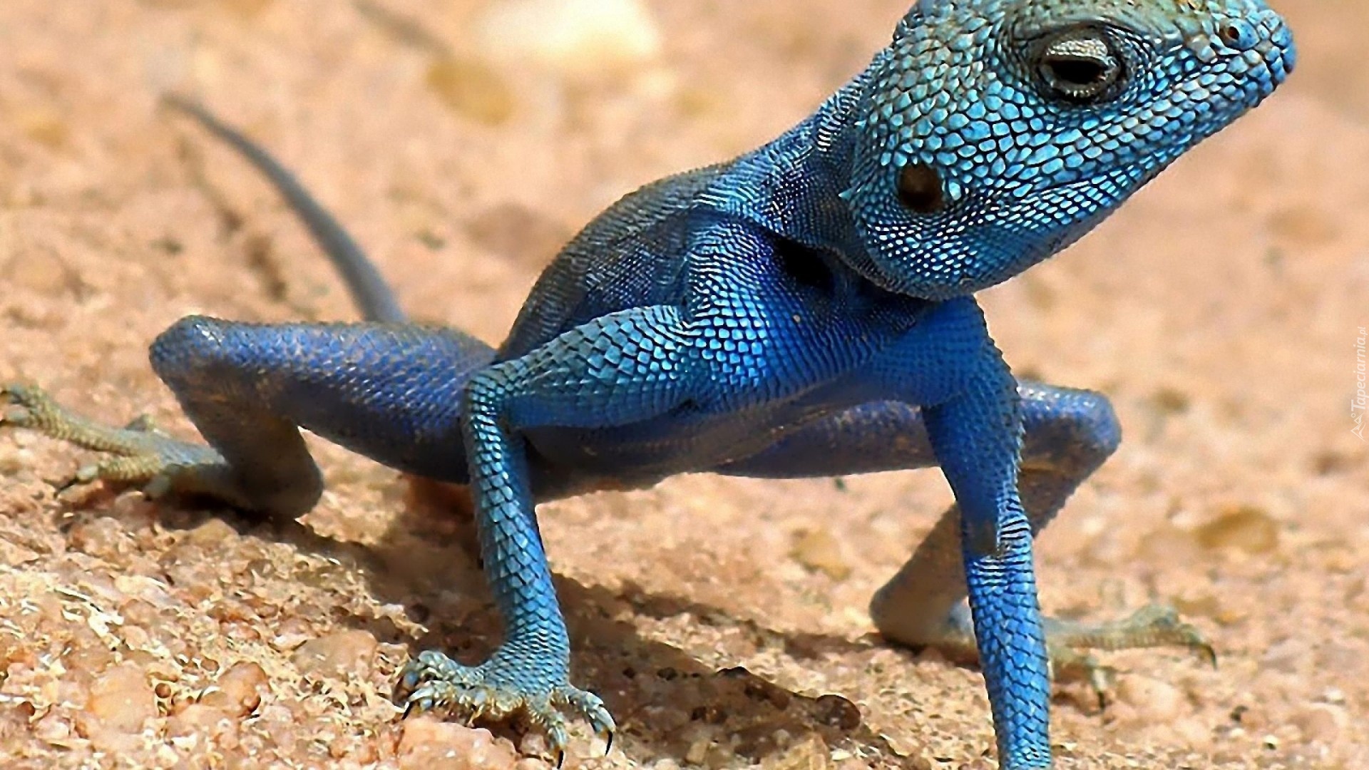 Agama, Sinaita