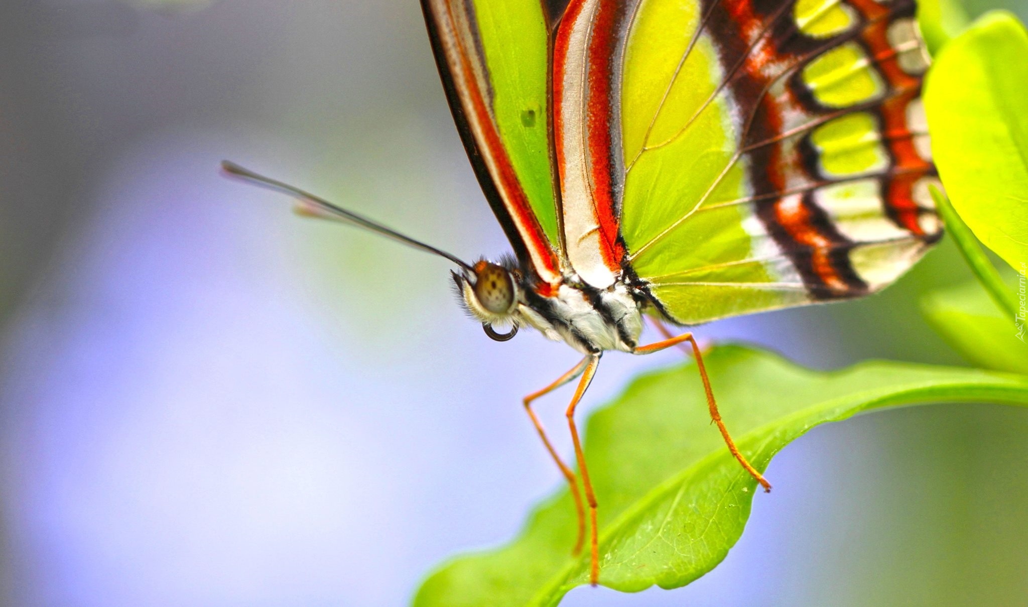 Motyl, Listek