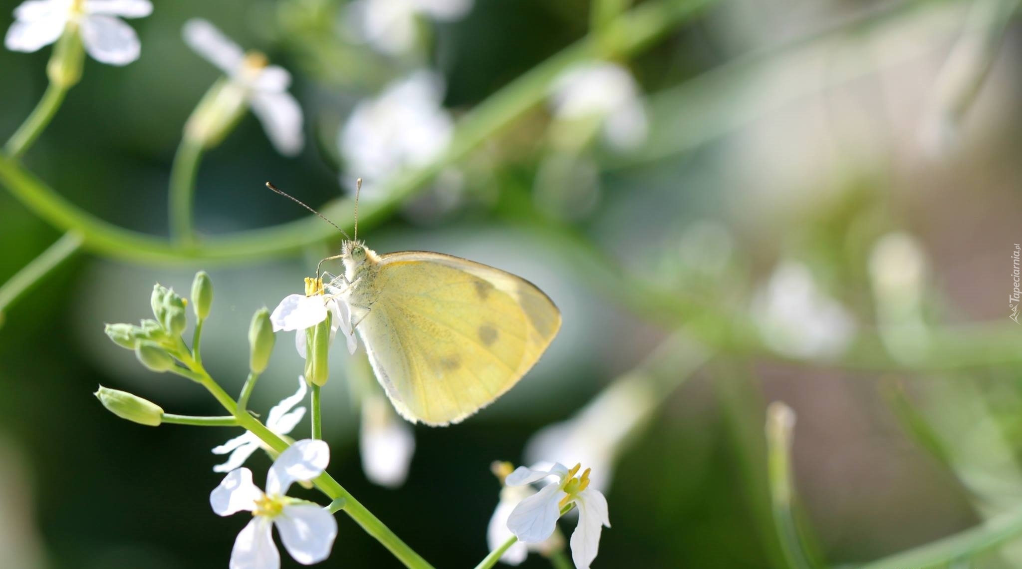 Motyl, Biały, Kwiat