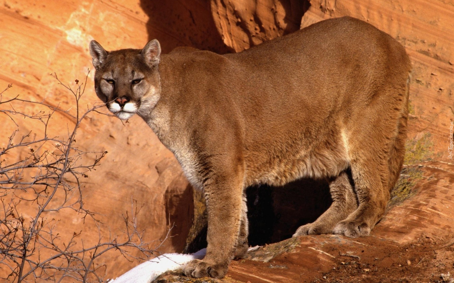 Puma, Skała