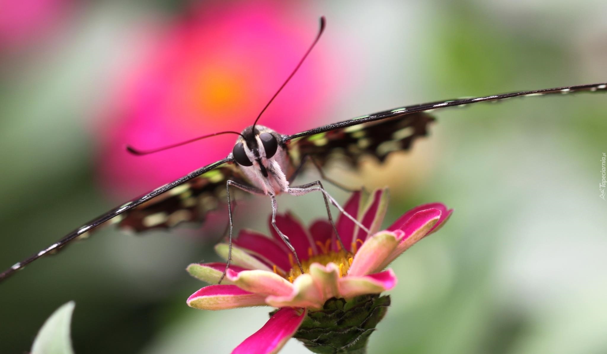 Motyl, Różowy, Kwiat