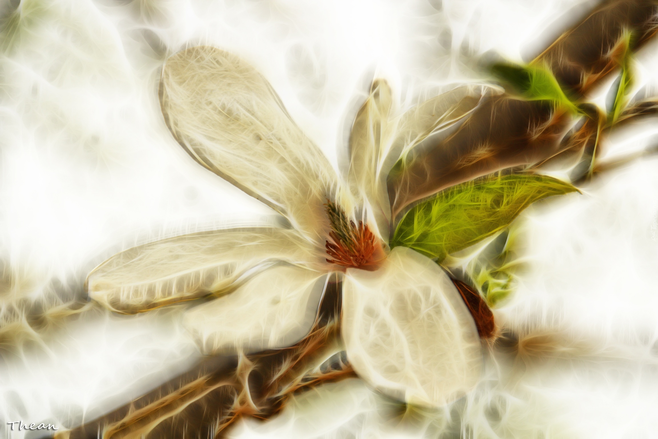 Magnolia Japońska, Fractalis, Kwiat