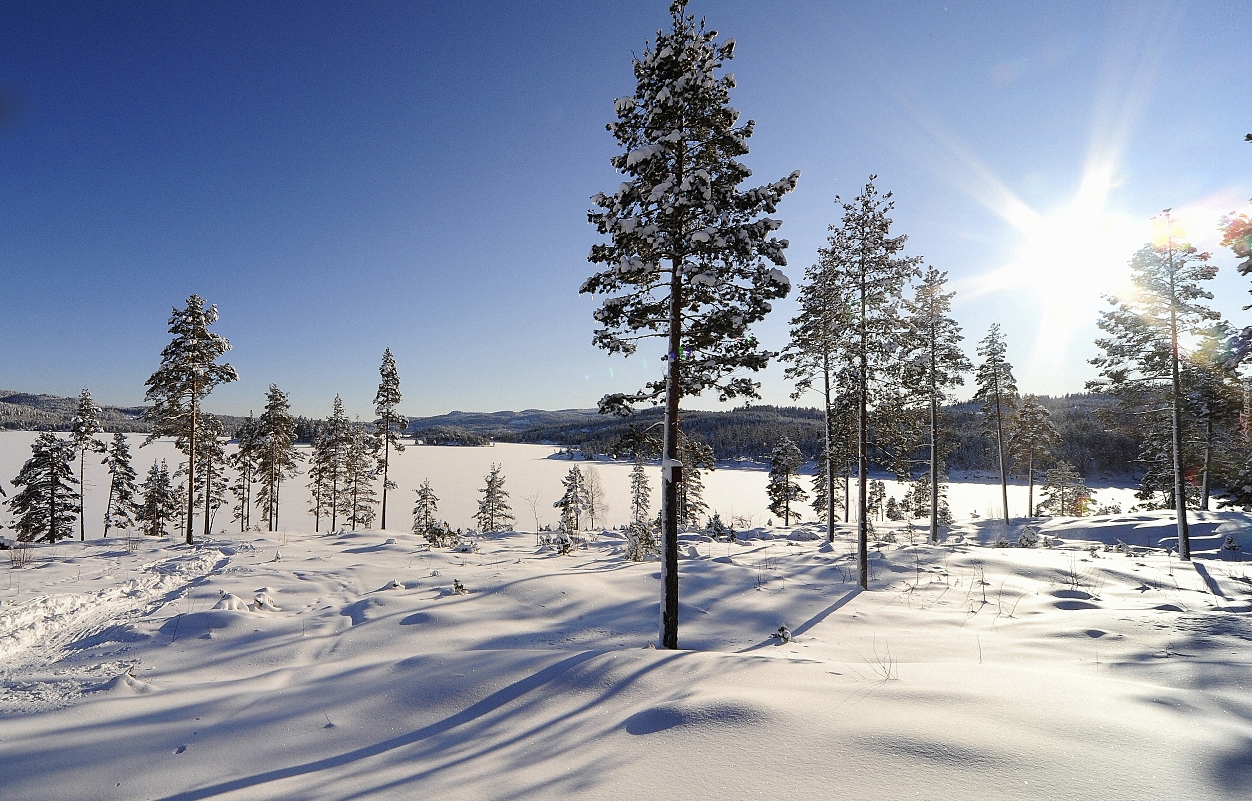 Drzewa, Słońce, Śnieg