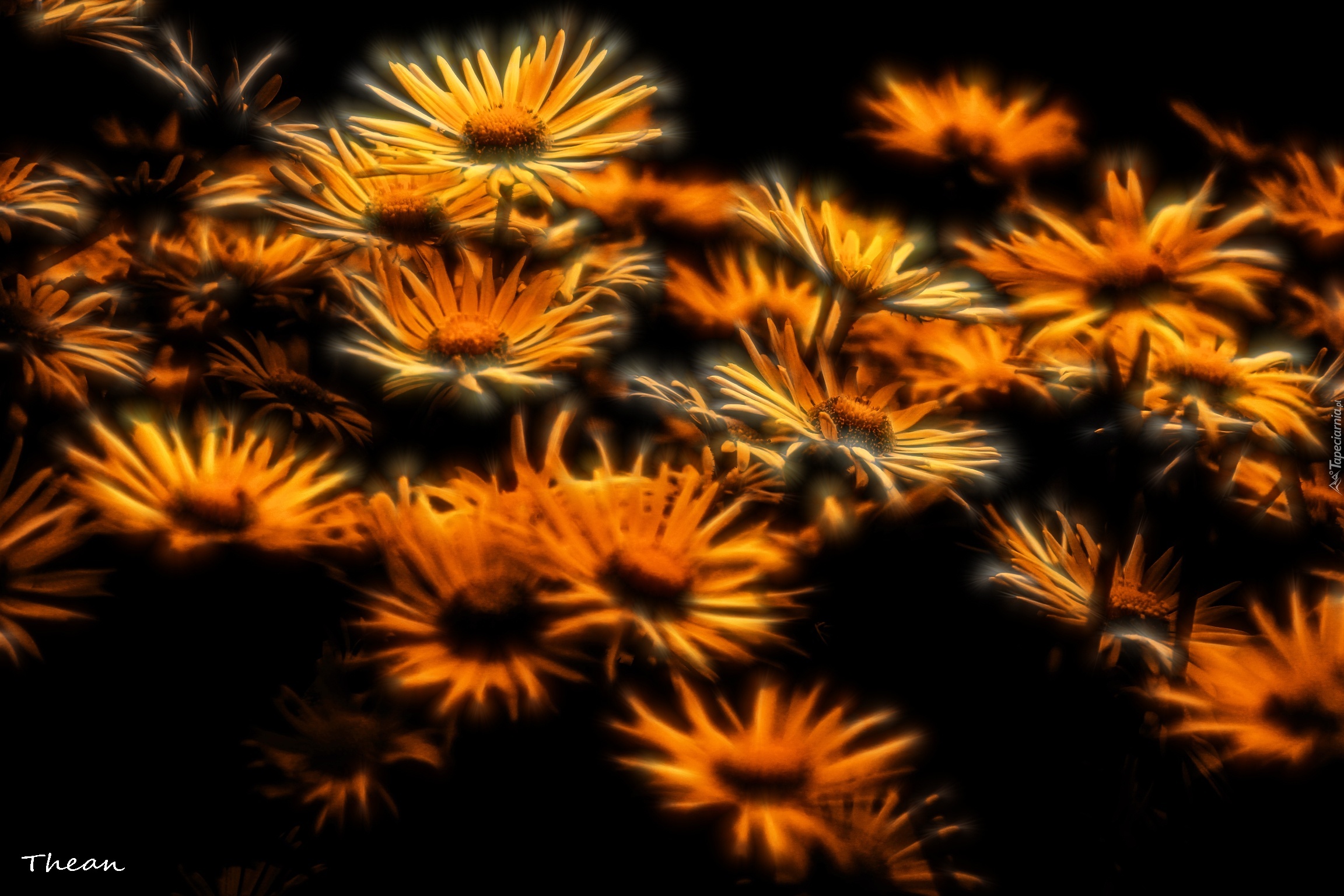 Kwiaty, Fractalius