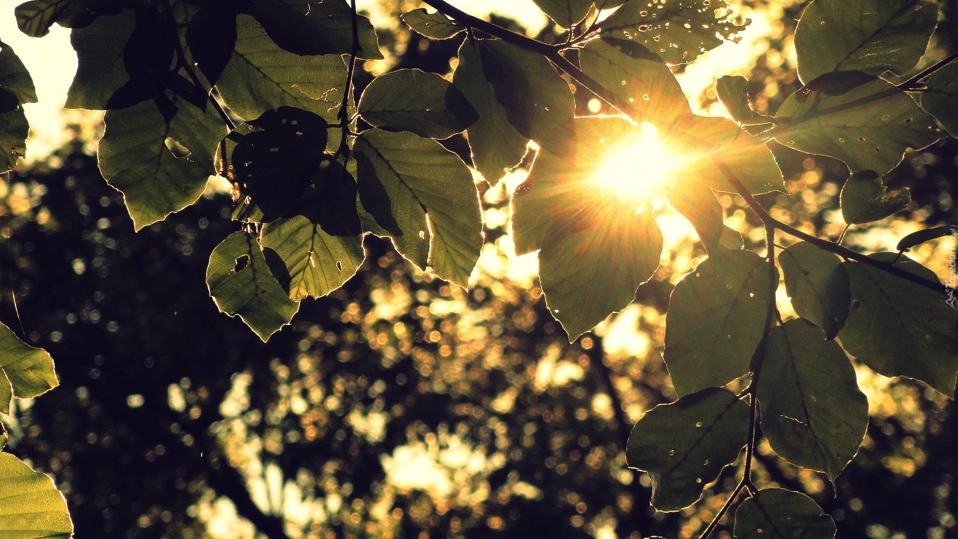 Słońce, Liście, Drzew