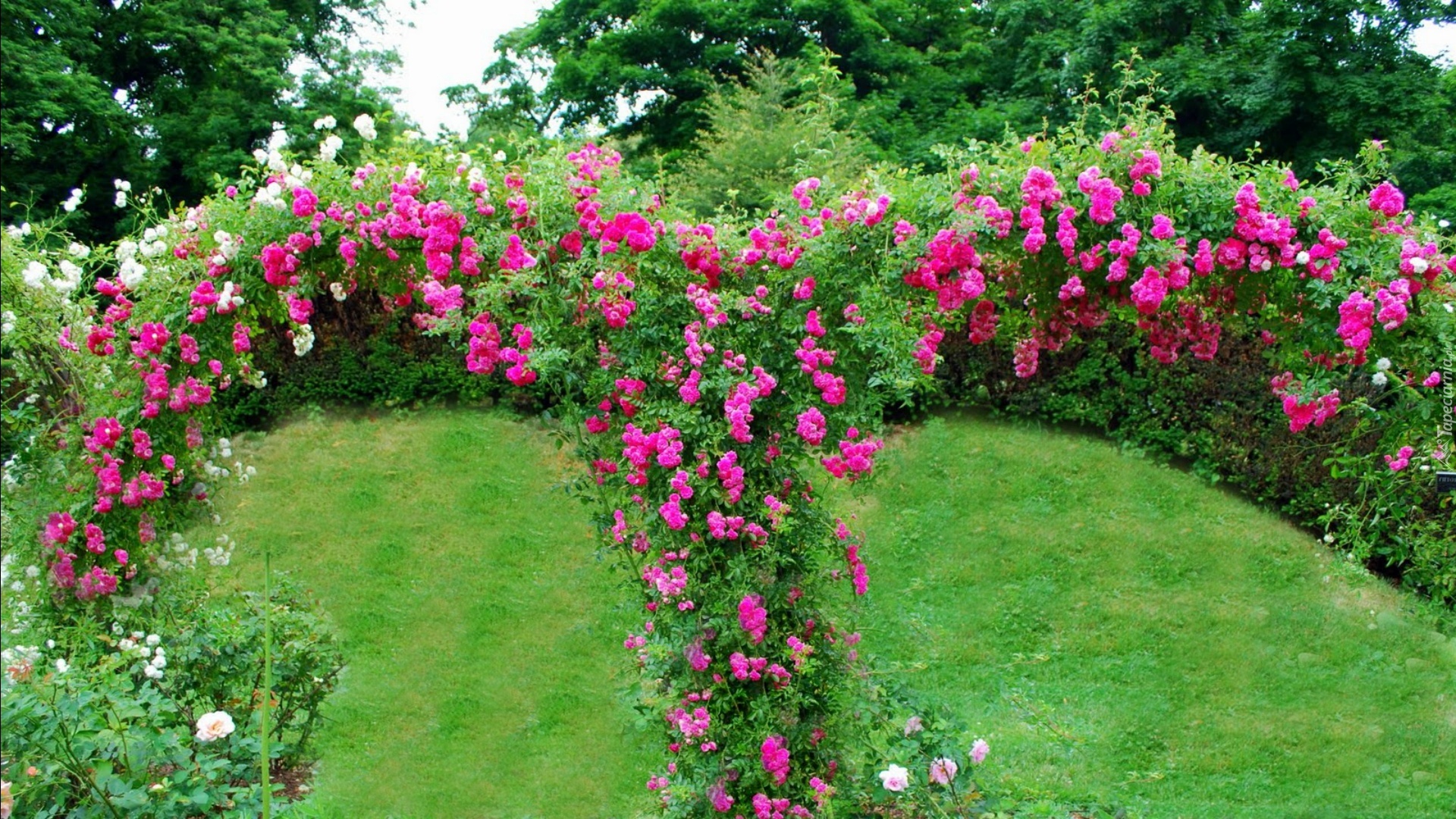 Ogród, Róże, Drzewa