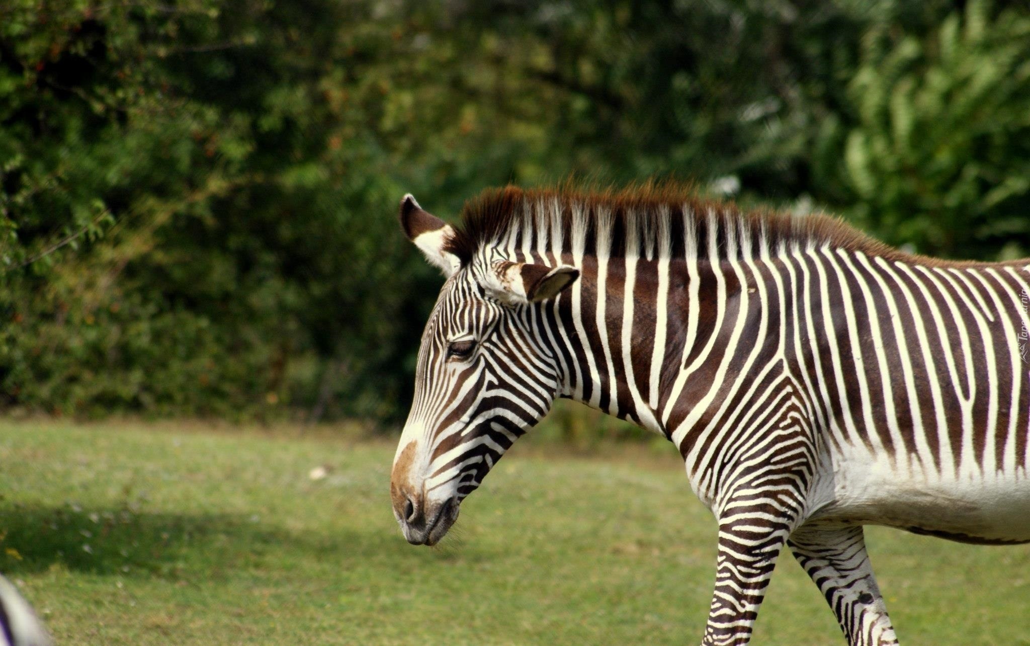 Zebra, Drzewa