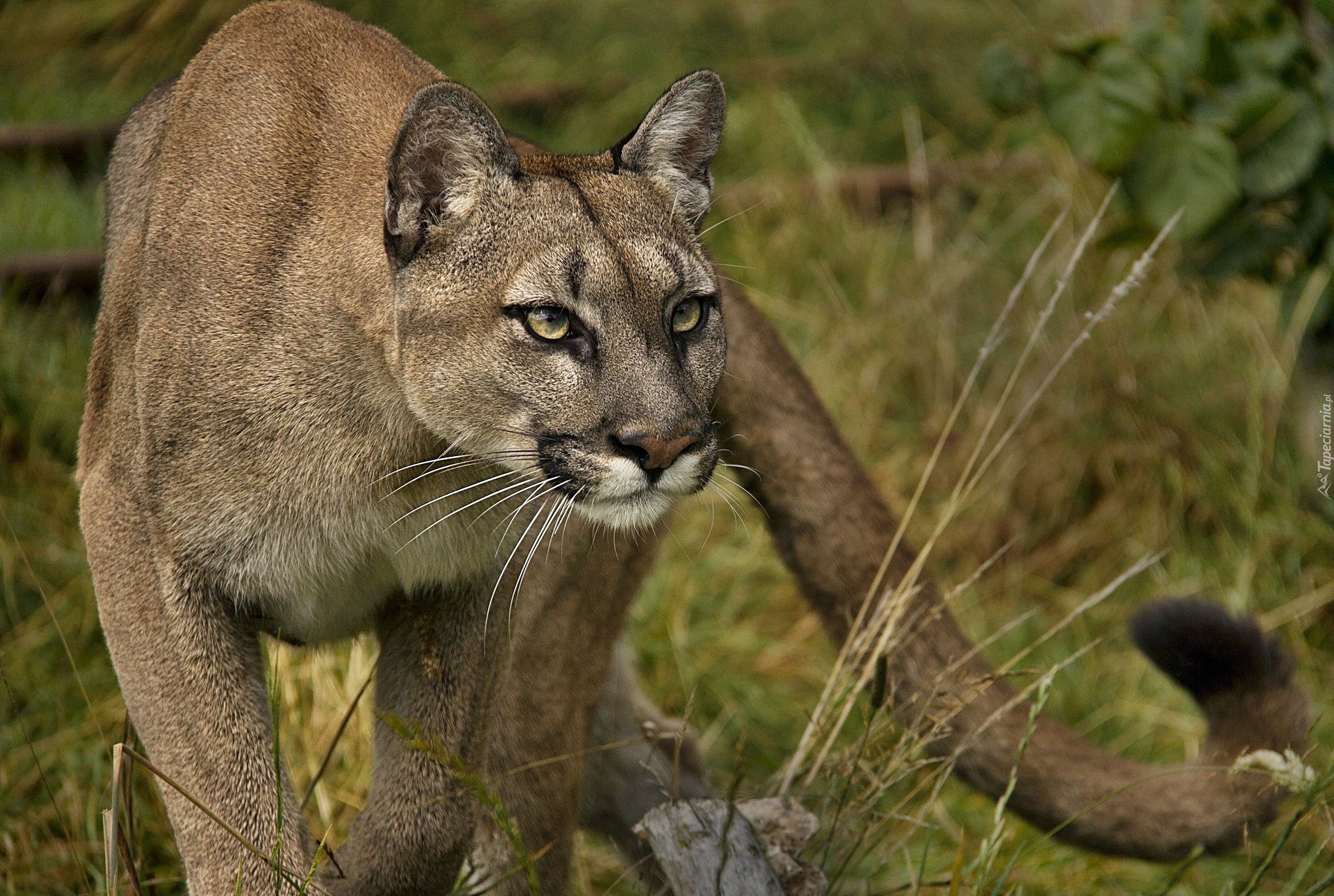 Puma, Drapieżny, Wzrok